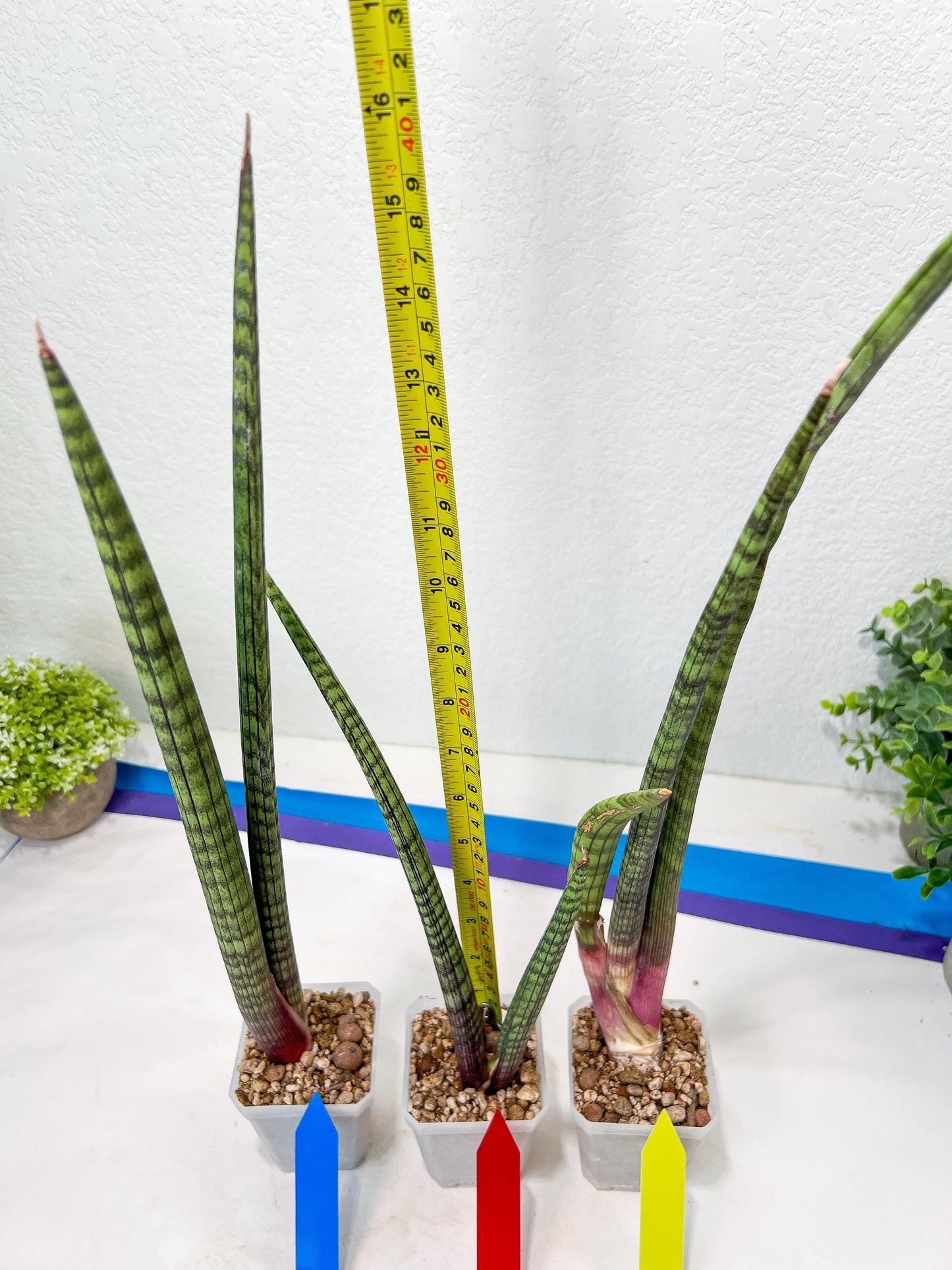 Sansevieria Nana Chub (B3) | New Hybrids Imported