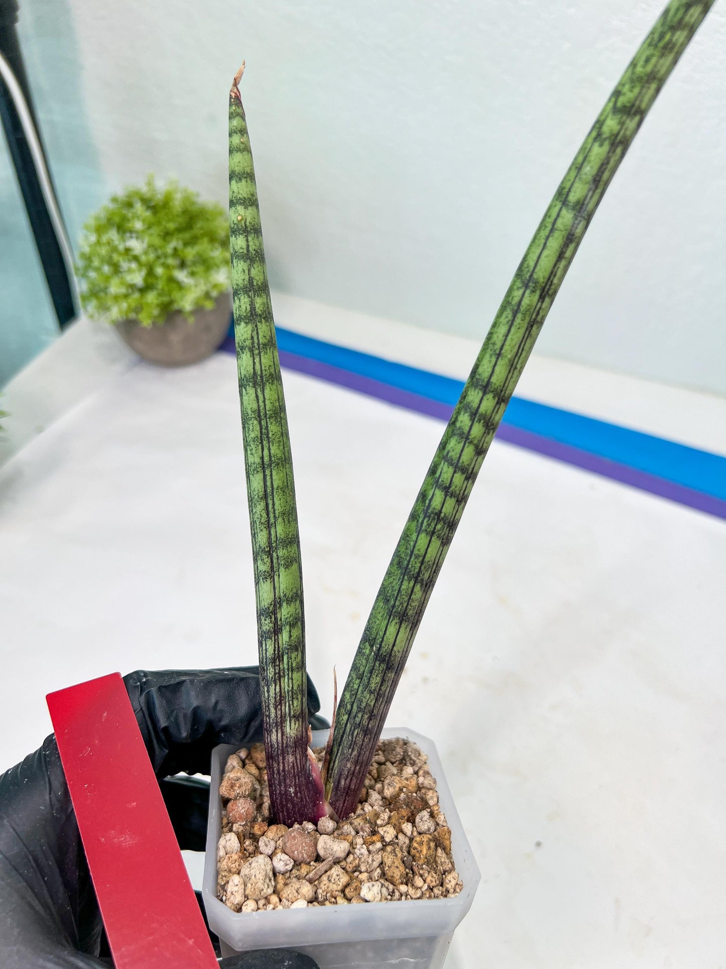 Sansevieria Nana Chub (B3) | New Hybrids Imported