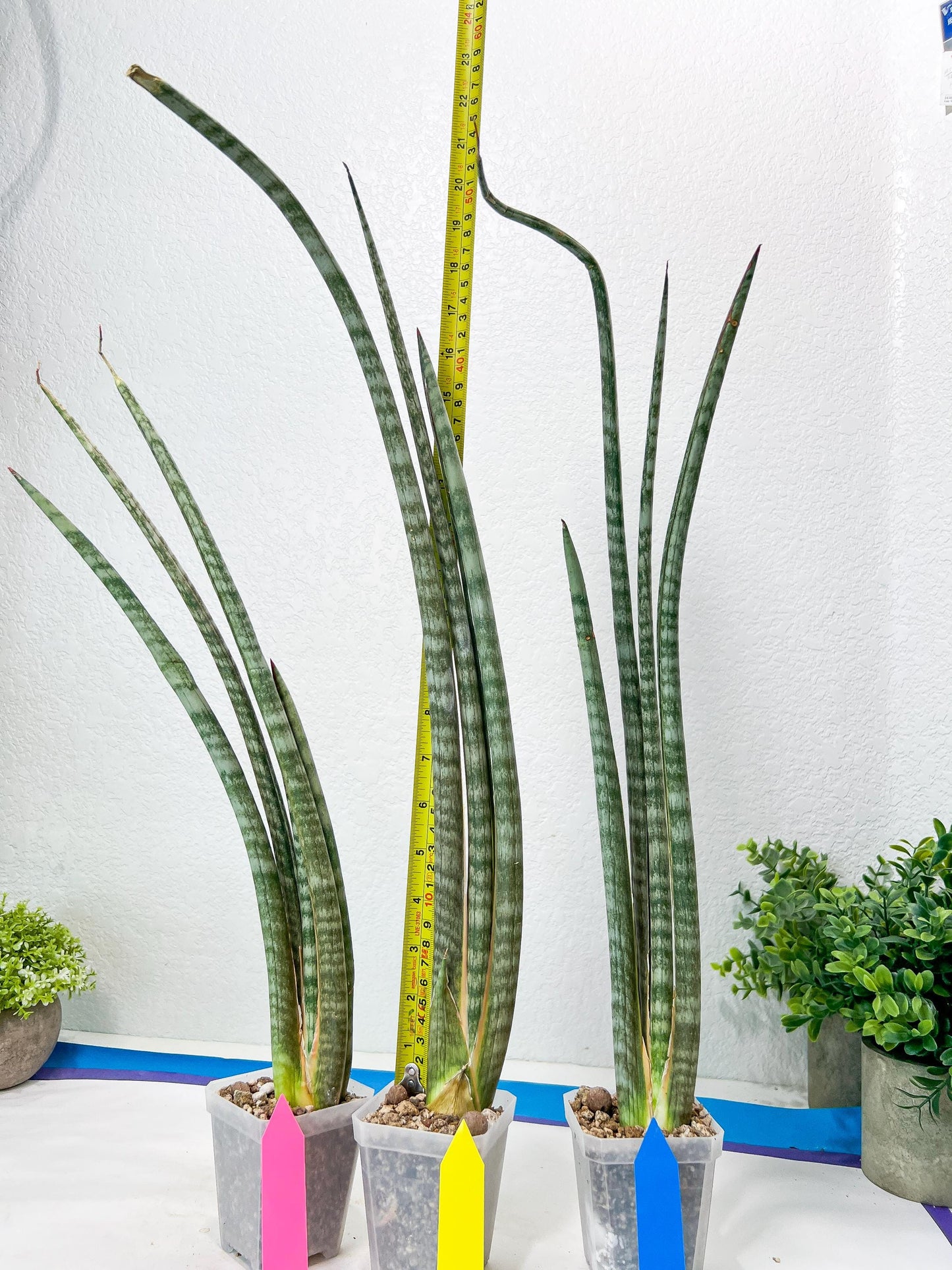 Sansevieria Pix Maro (B3) | New Hybrids Imported