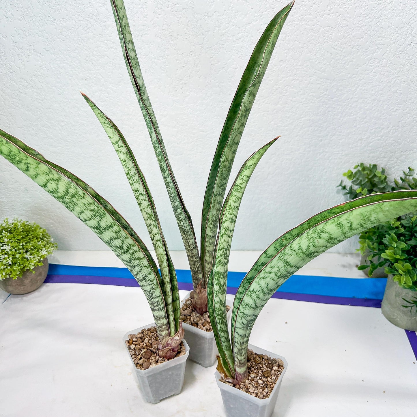 Sansevieria Rayquaza (B3) | New Hybrids Imported