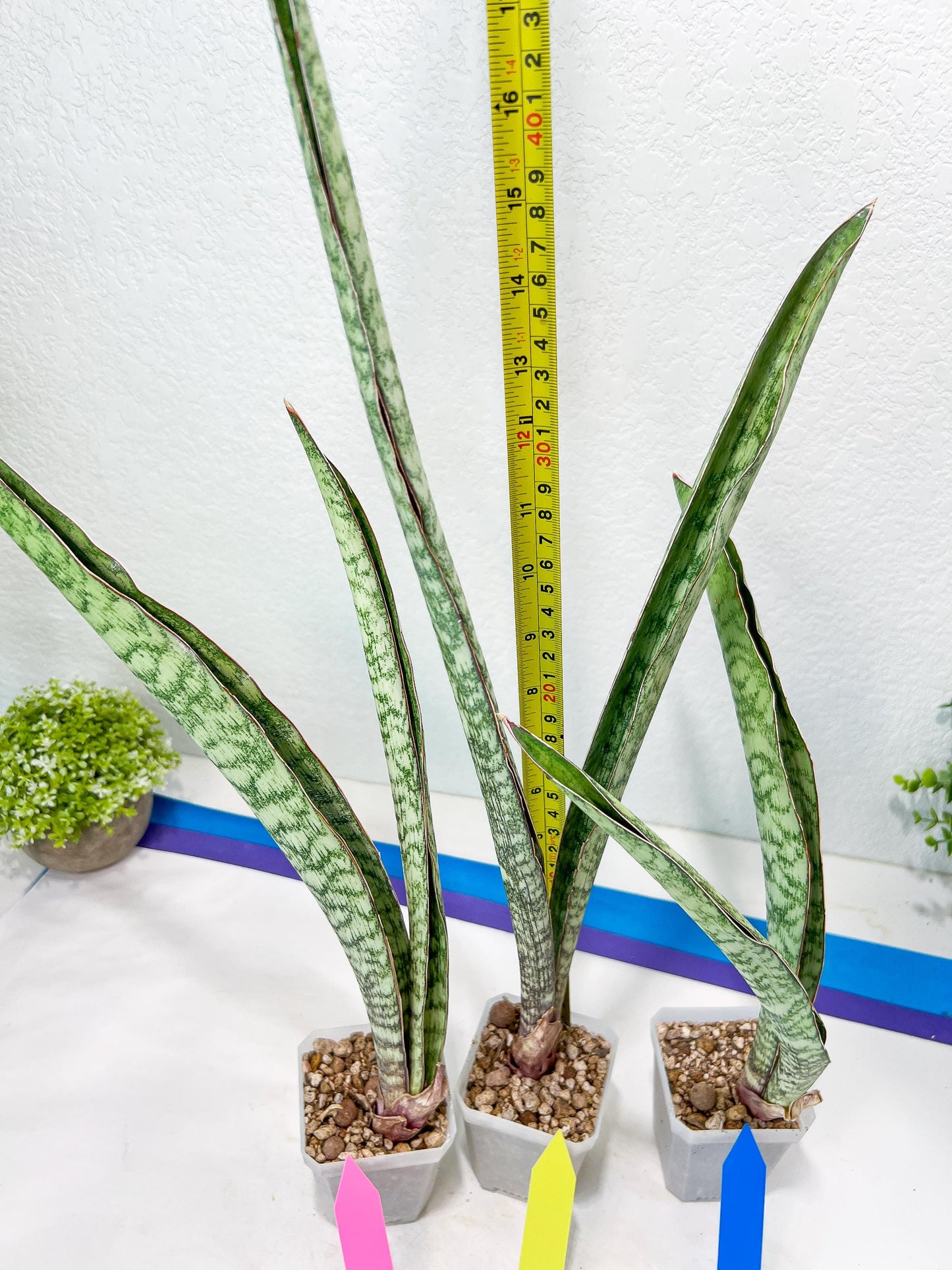 Sansevieria Rayquaza (B3) | New Hybrids Imported