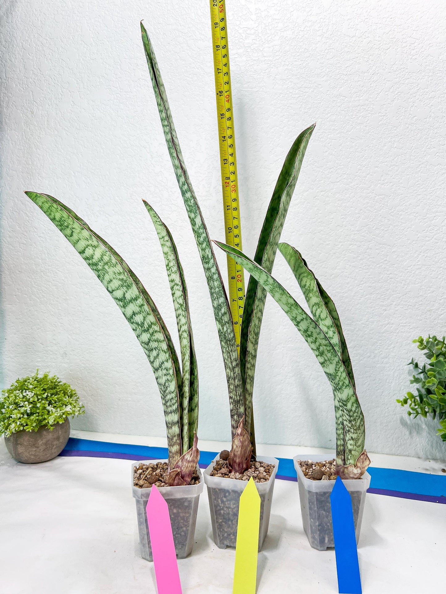 Sansevieria Rayquaza (B3) | New Hybrids Imported