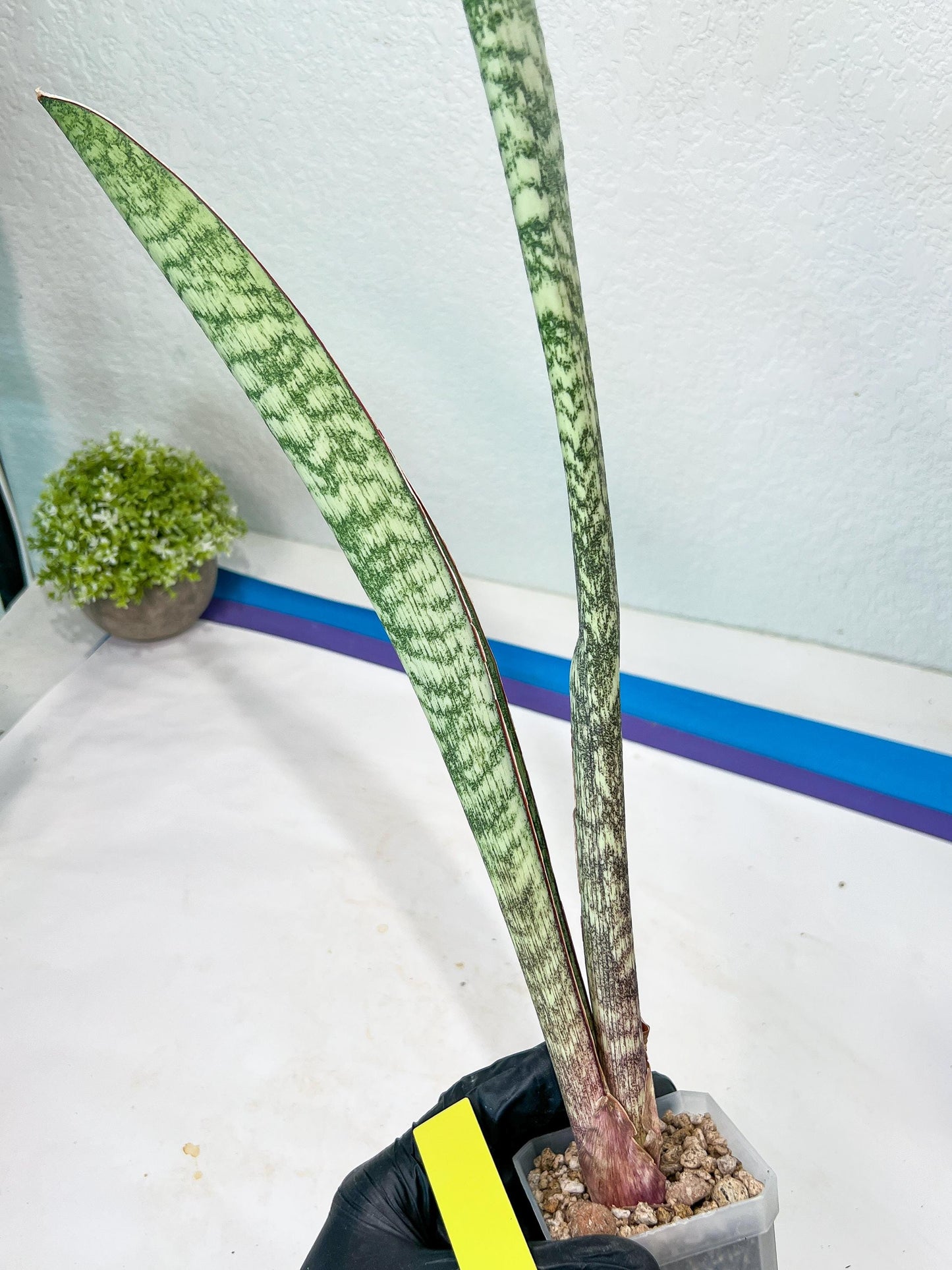 Sansevieria Rayquaza (B3) | New Hybrids Imported