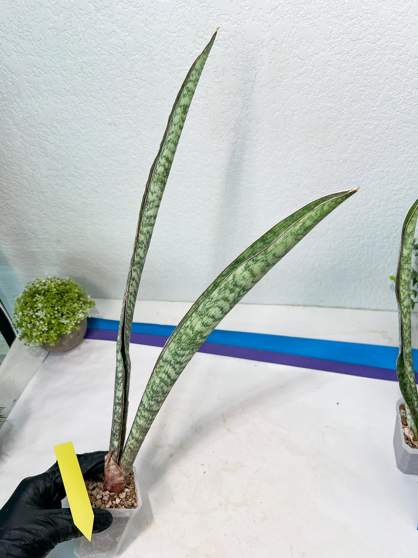 Sansevieria Rayquaza (B3) | New Hybrids Imported