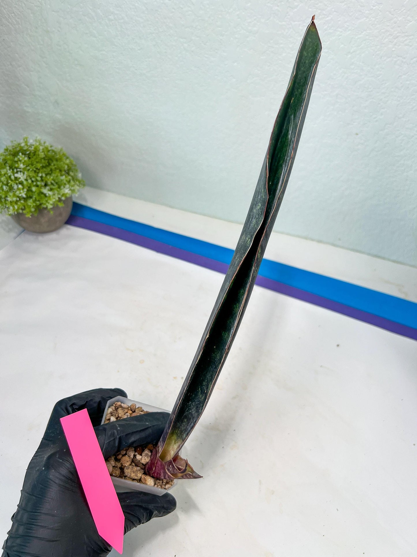 Sansevieria Dab Mud (B3) | New Hybrids Imported