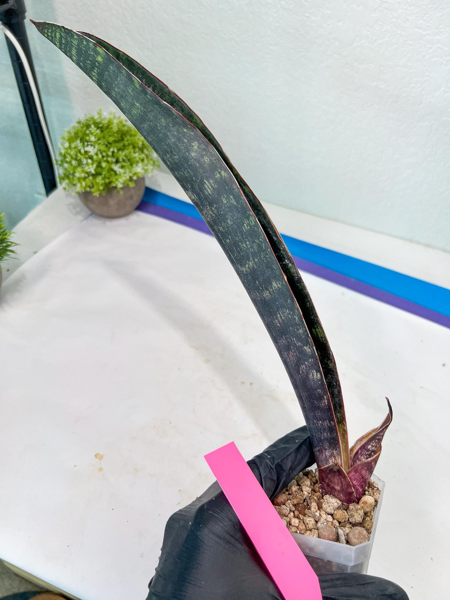Sansevieria Dab Mud (B3) | New Hybrids Imported
