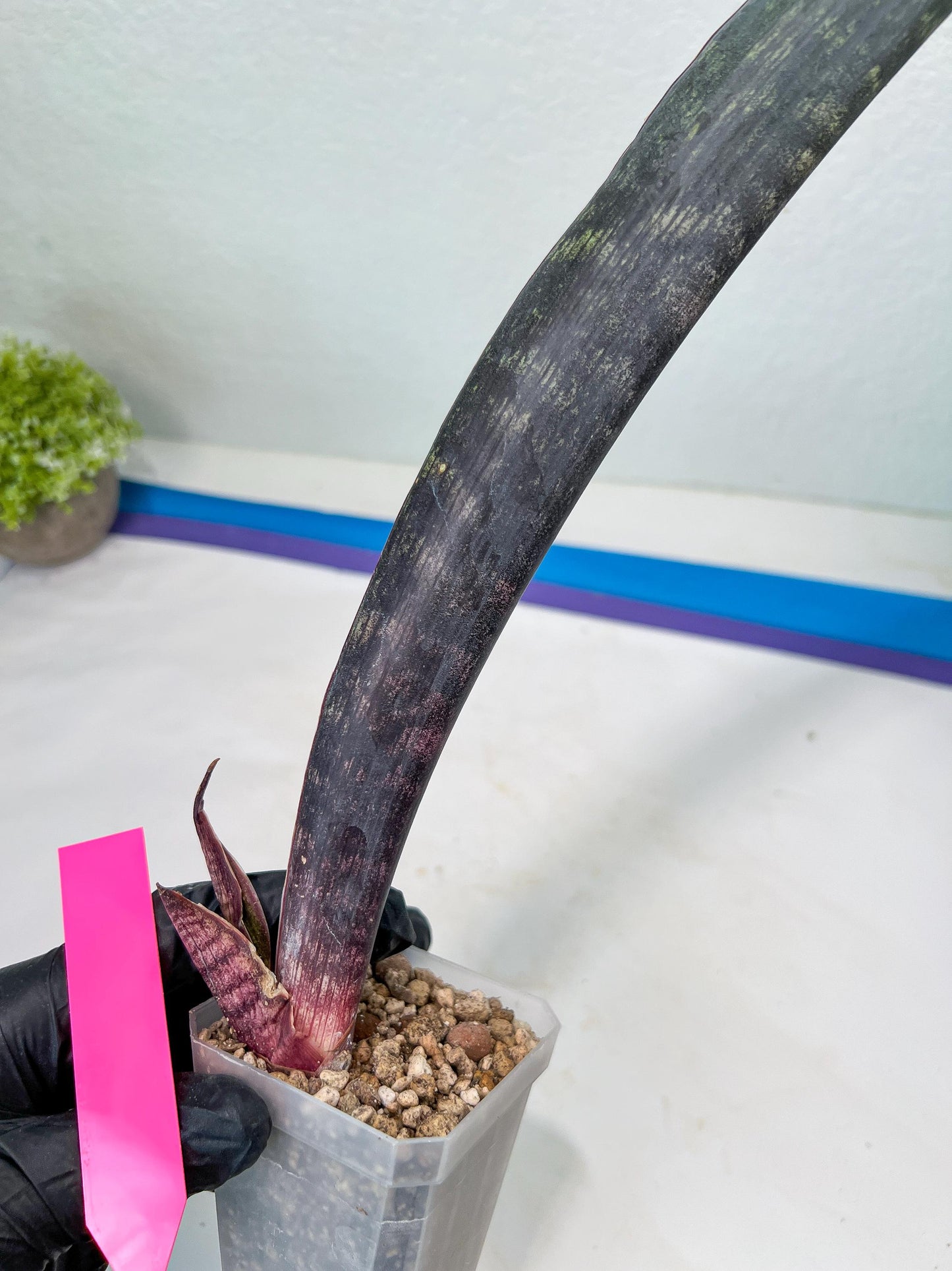 Sansevieria Dab Mud (B3) | New Hybrids Imported