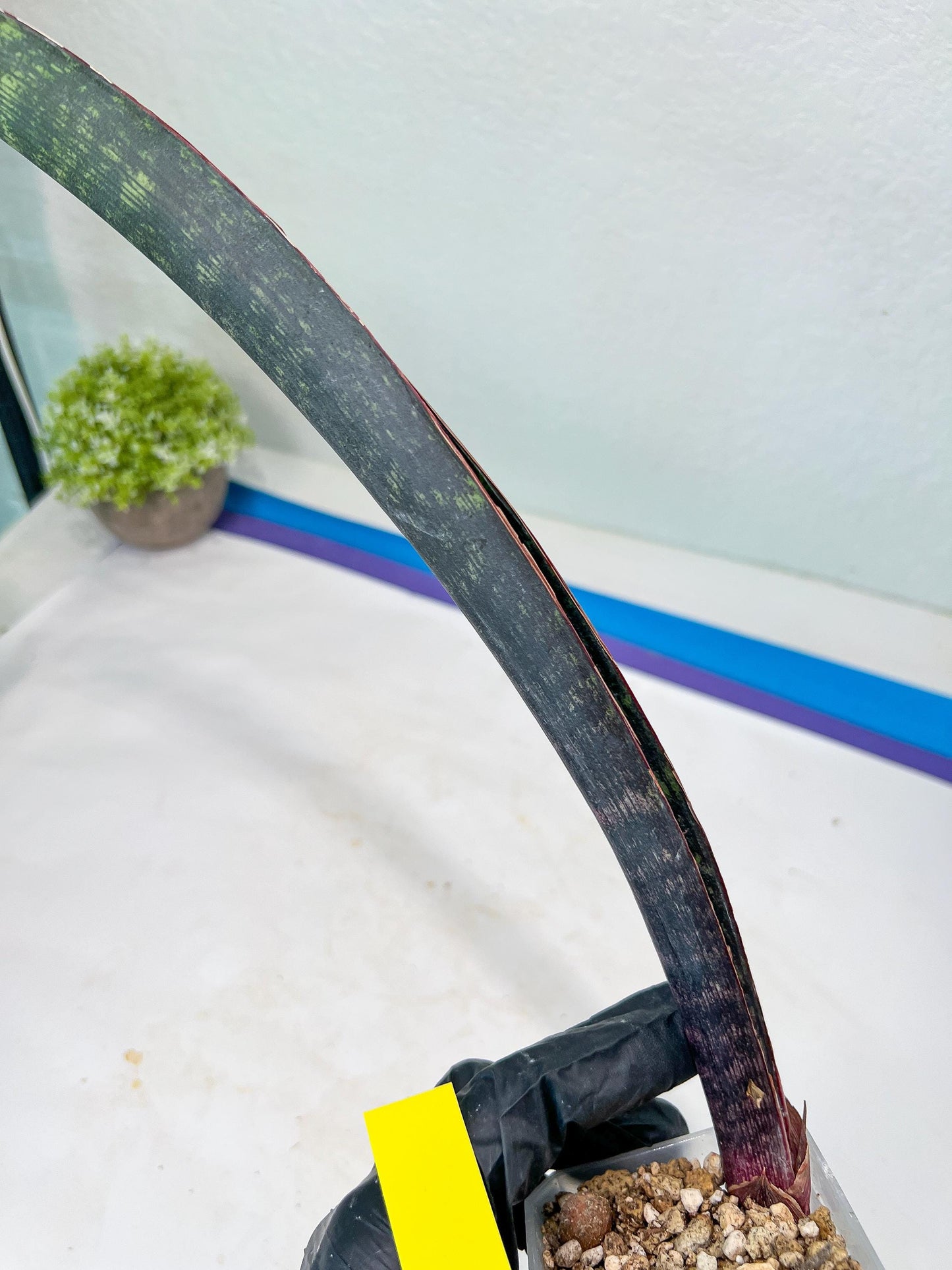 Sansevieria Dab Mud (B3) | New Hybrids Imported
