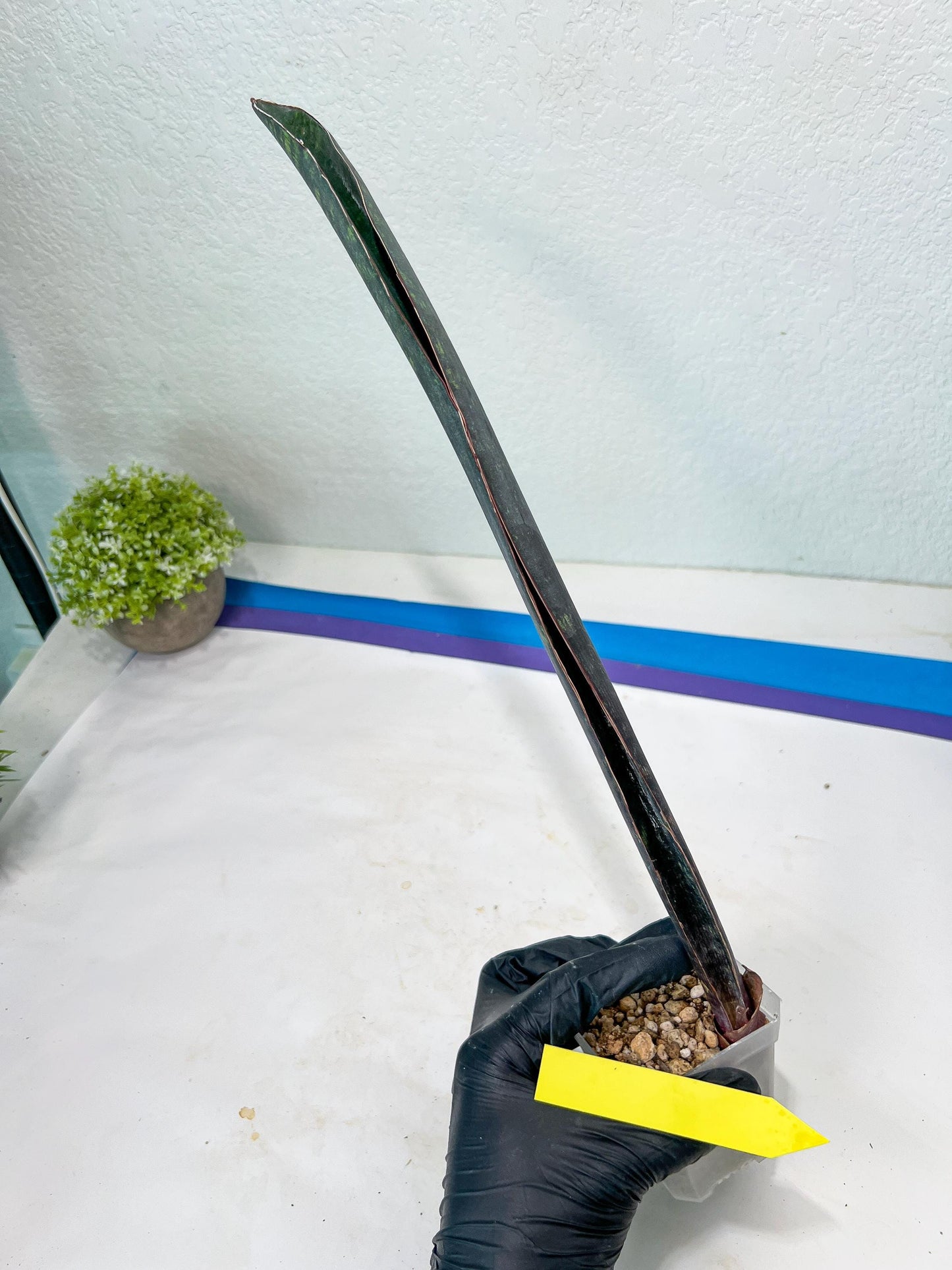 Sansevieria Dab Mud (B3) | New Hybrids Imported
