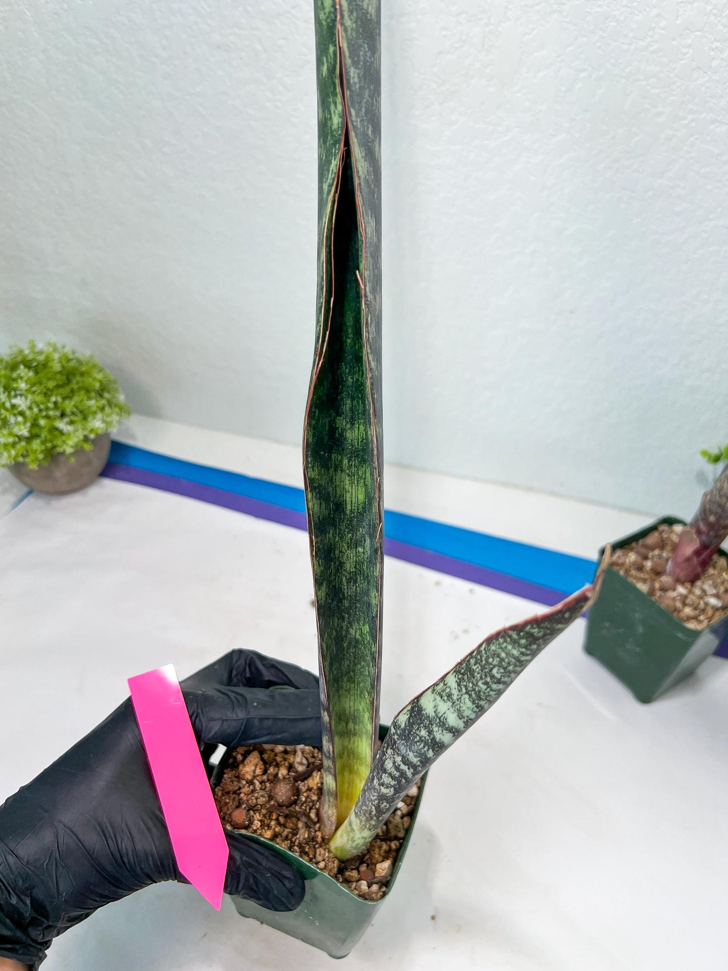 Sansevieria lila kniv Type 1 | Imported Plants | Hybrids Plants