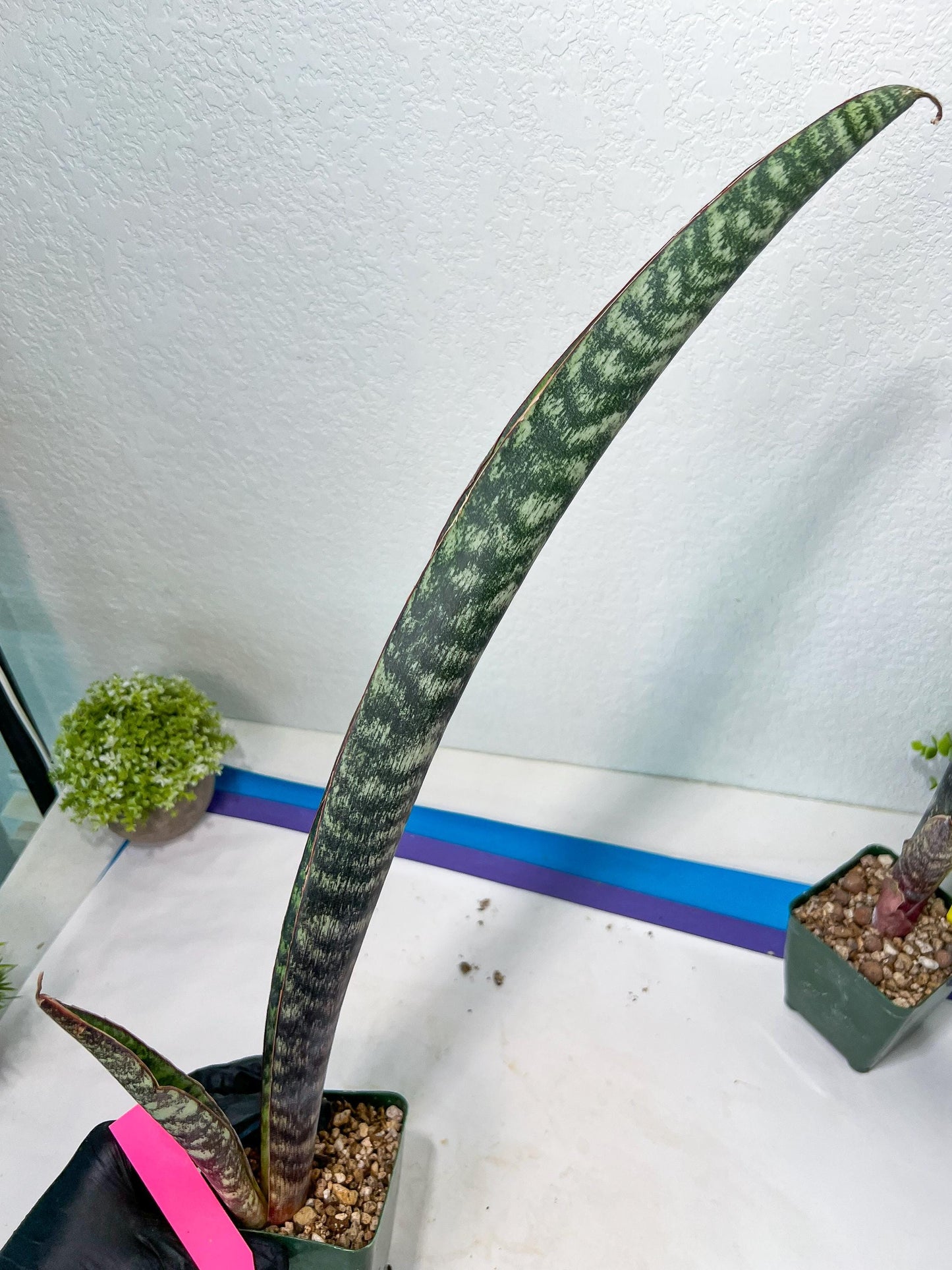 Sansevieria lila kniv Type 1 | Imported Plants | Hybrids Plants