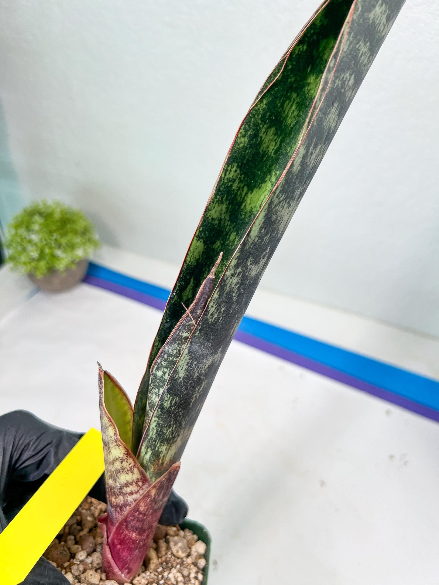 Sansevieria lila kniv Type 1 | Imported Plants | Hybrids Plants