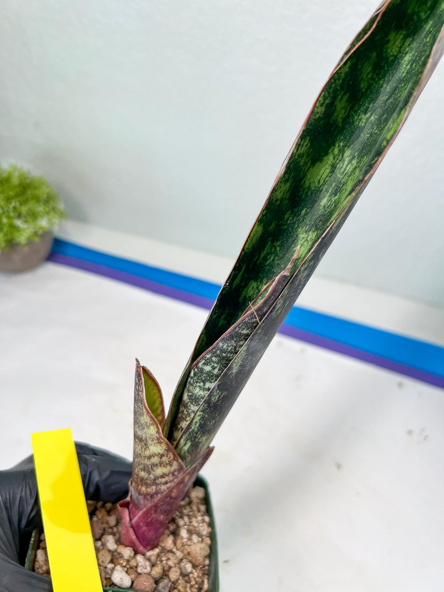 Sansevieria lila kniv Type 1 | Imported Plants | Hybrids Plants