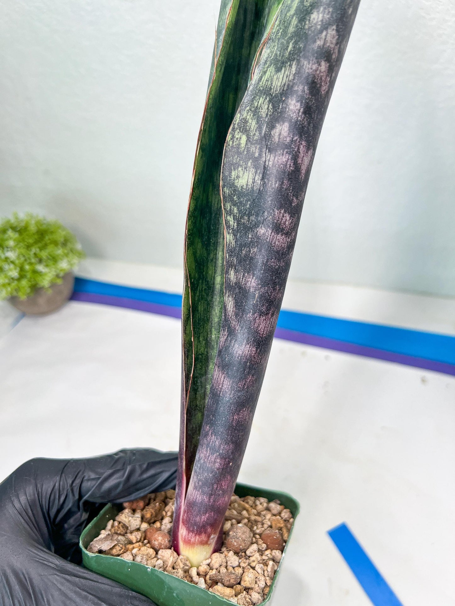 Sansevieria Mystic Magenta | Imported Plants | Hybrids Plants