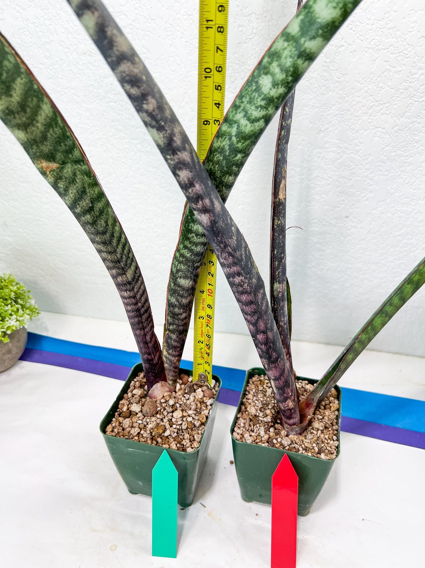 Sansevieria lila kniv Type 3 | Imported Plants | Hybrids Plants