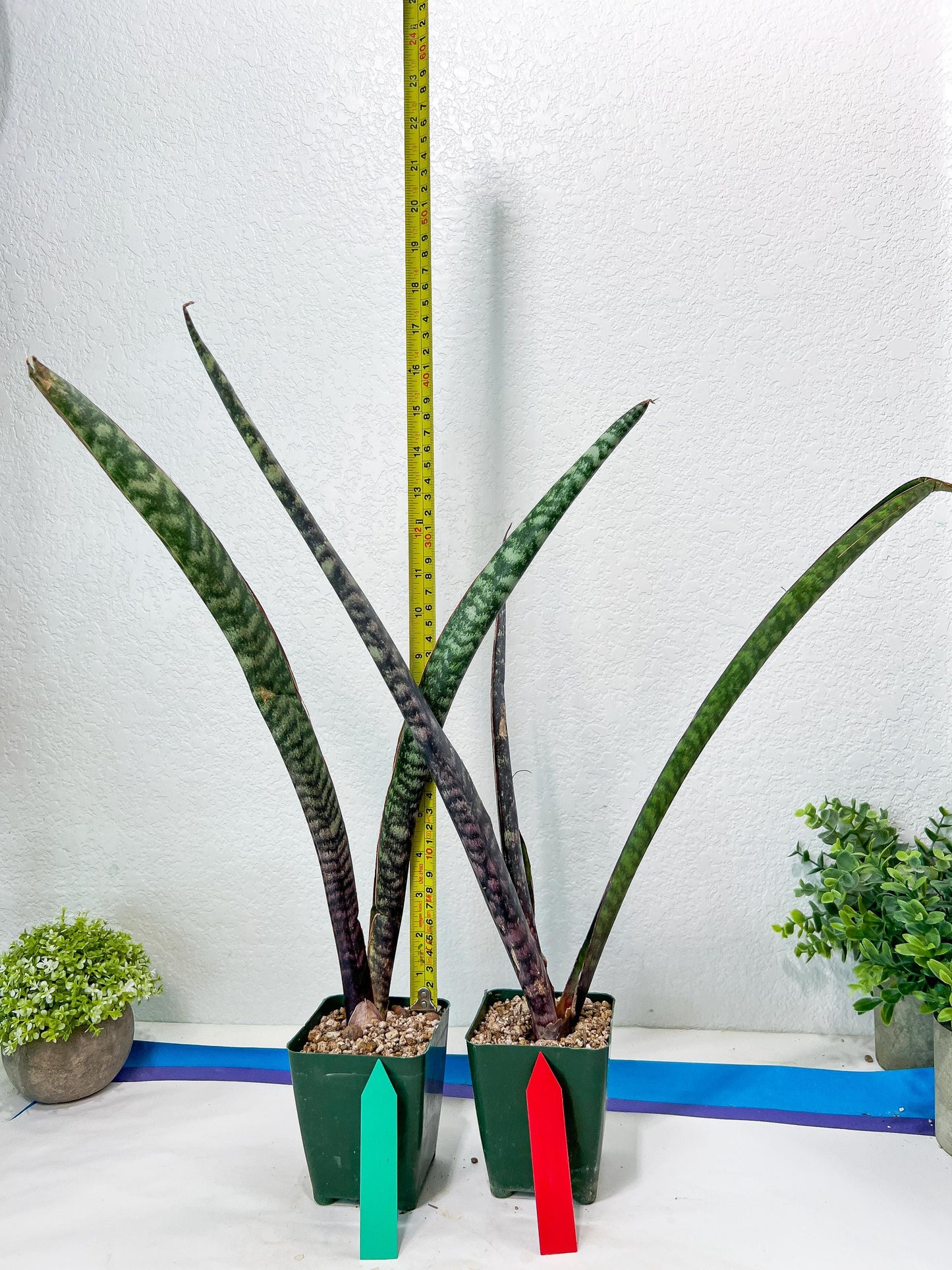 Sansevieria lila kniv Type 3 | Imported Plants | Hybrids Plants