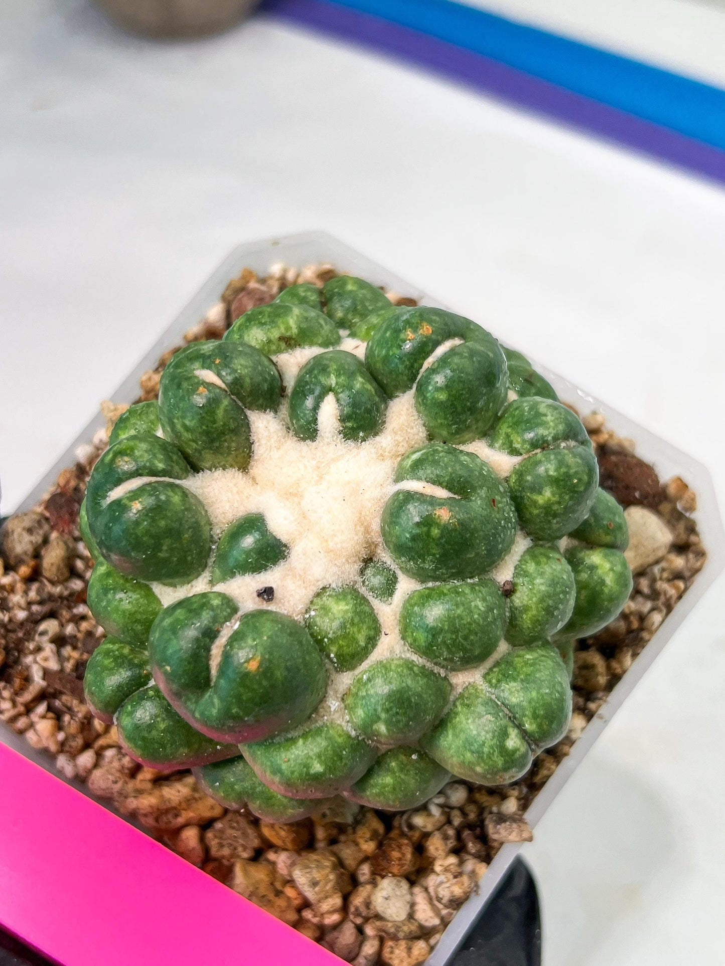 Coryphantha Elephantidens cv. Inermis | Imported Plants | Not Fully Rooted yet