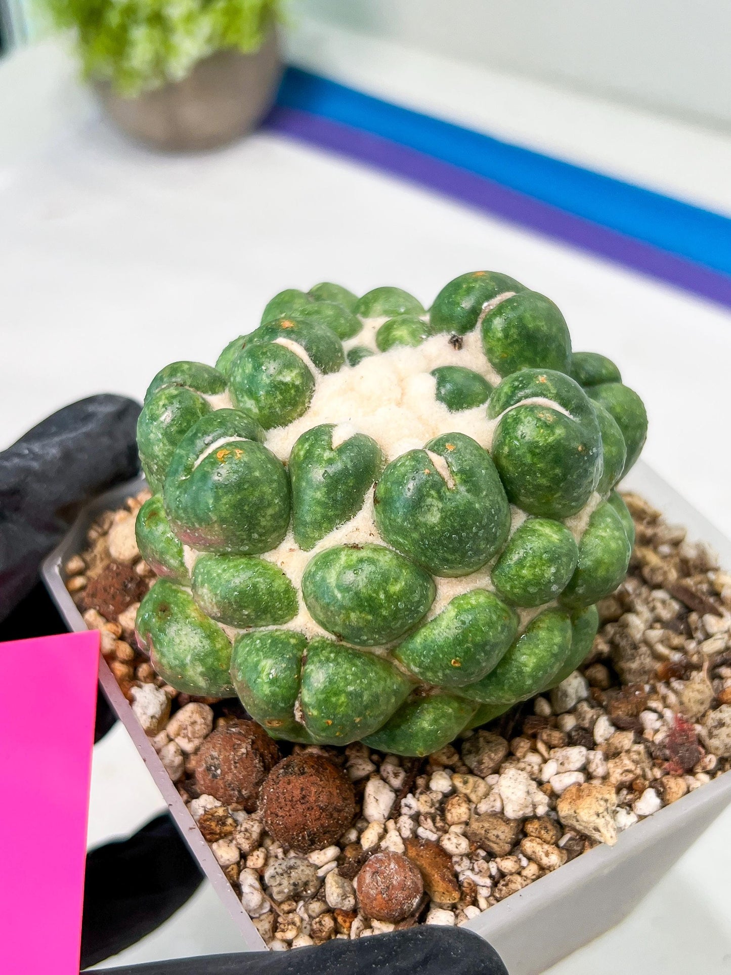 Coryphantha Elephantidens cv. Inermis | Imported Plants | Not Fully Rooted yet