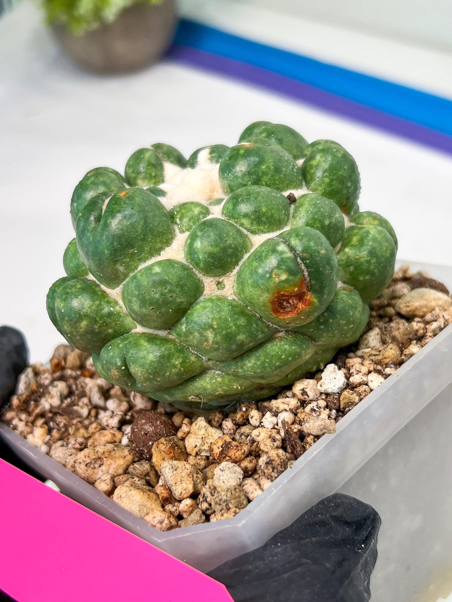 Coryphantha Elephantidens cv. Inermis | Imported Plants | Not Fully Rooted yet