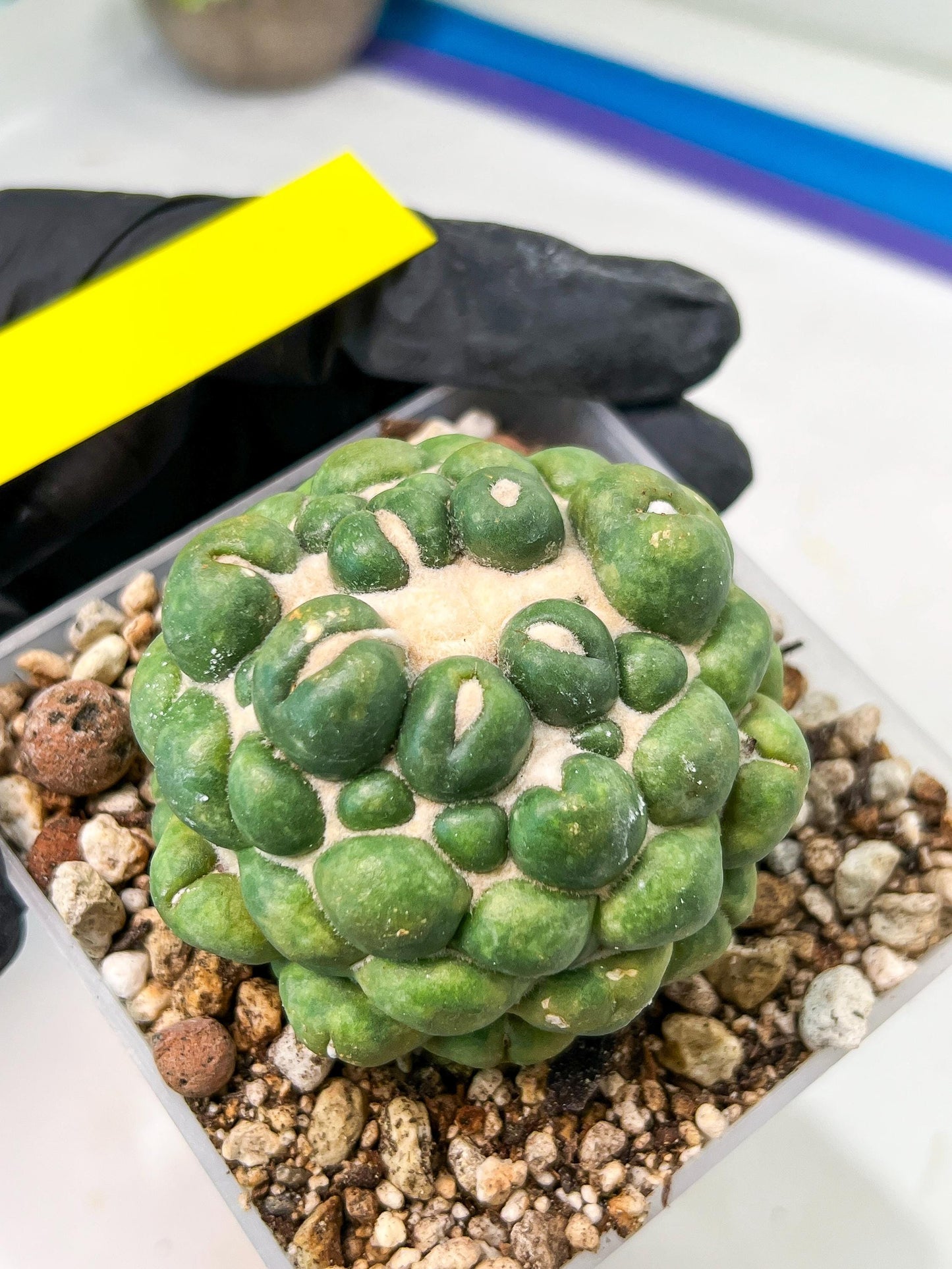 Coryphantha Elephantidens cv. Inermis | Imported Plants | Not Fully Rooted yet