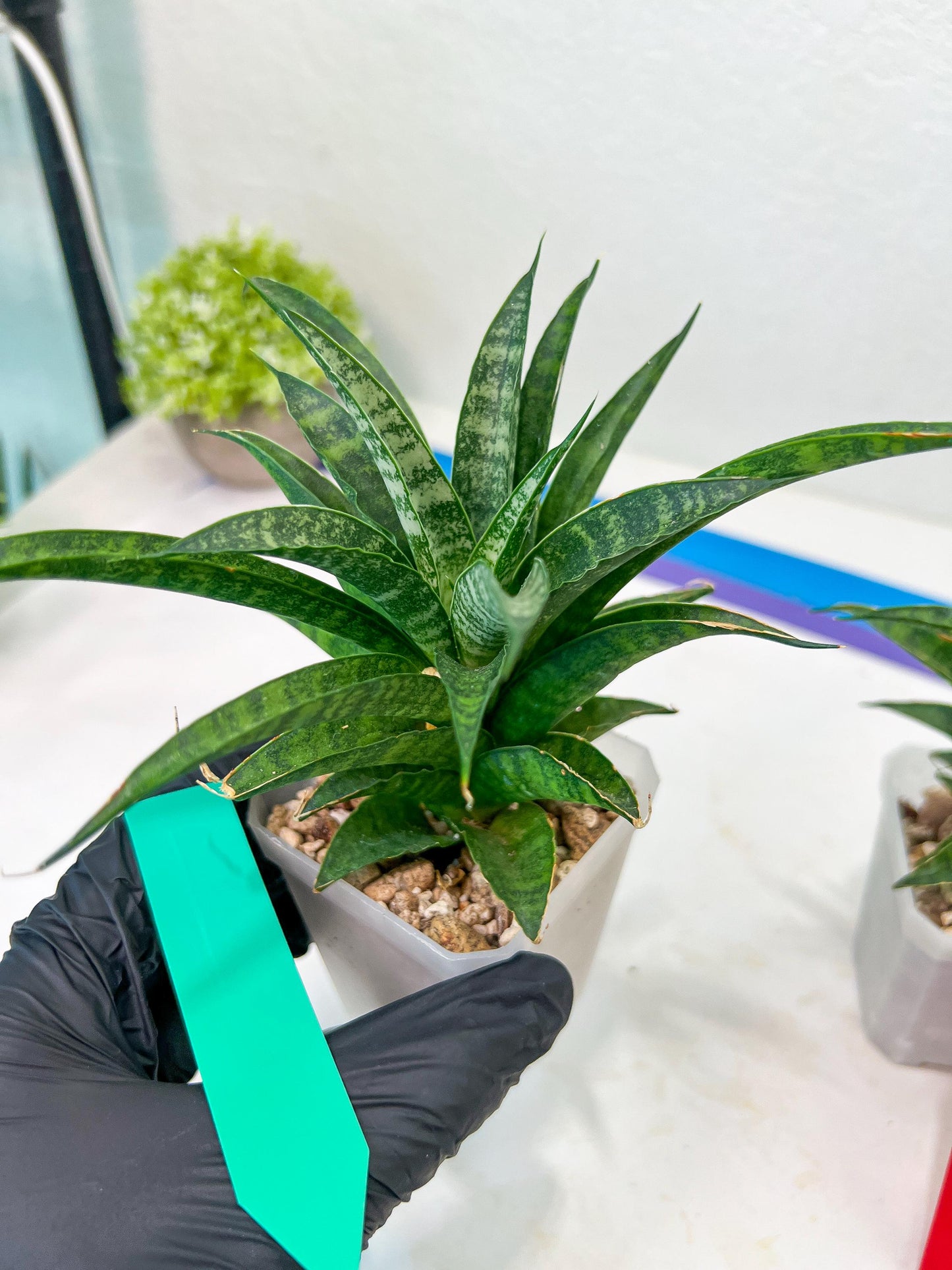 Sansevieria Crocodile Rock (#H1) | Imported Plants