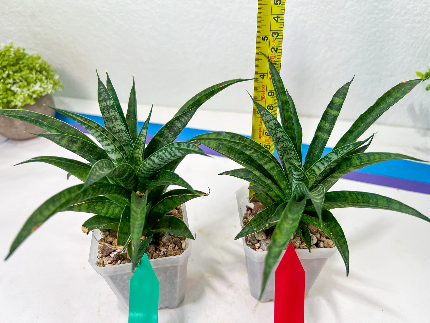 Sansevieria Crocodile Rock (#H1) | Imported Plants