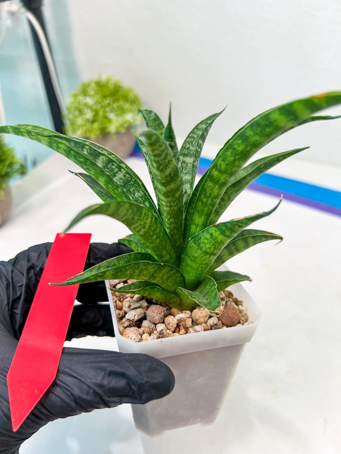 Sansevieria Crocodile Rock (#H1) | Imported Plants