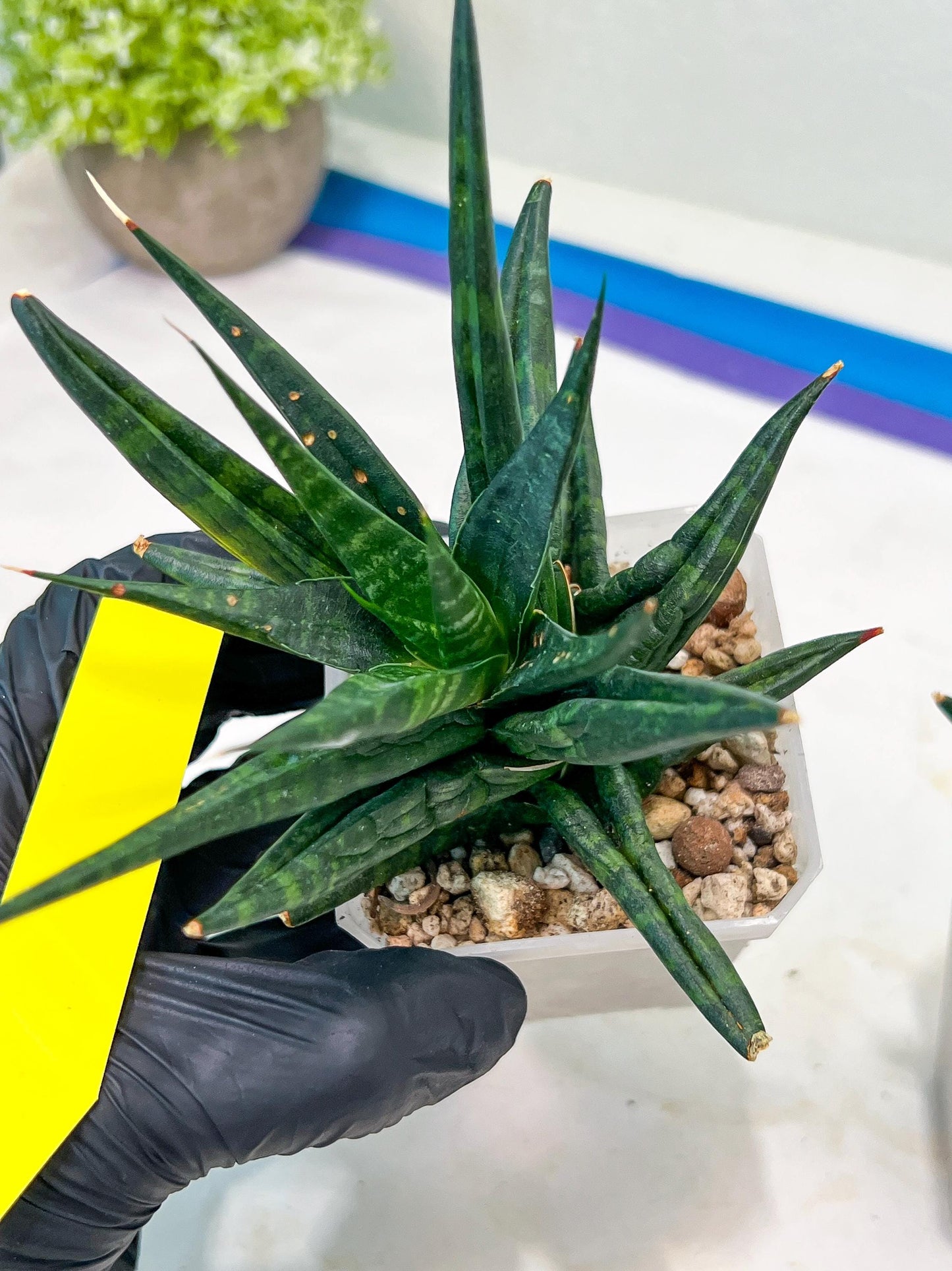 Sansevieria Blorong (#H4) | Rare Imported House Plants | Rare Snake Plant