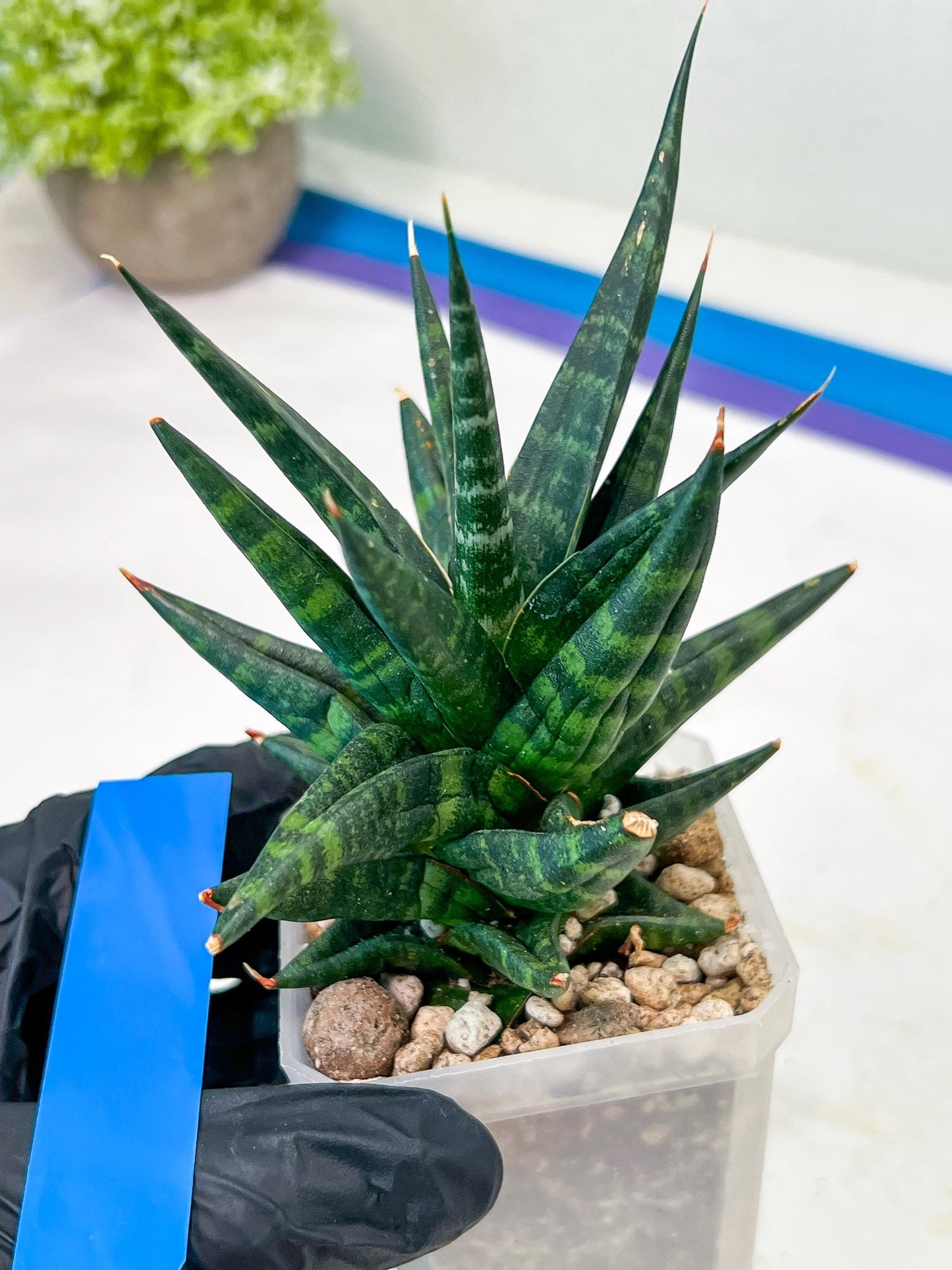 Sansevieria Blorong (#H4) | Rare Imported House Plants | Rare Snake Plant