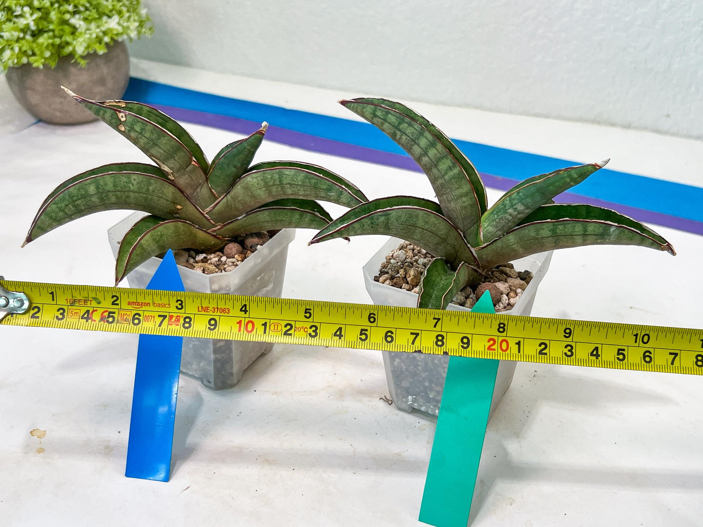 Sansevieria Pfisteri (#H6) | Uncover a Rare and Unusual Plant