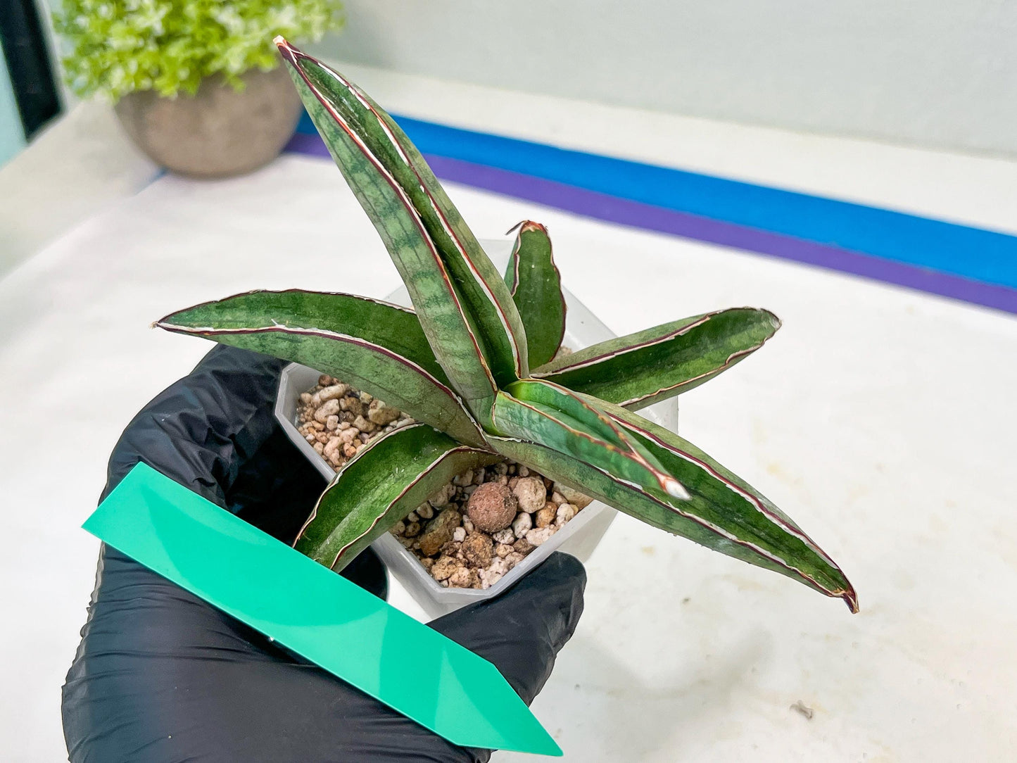Sansevieria Pfisteri (#H6) | Uncover a Rare and Unusual Plant