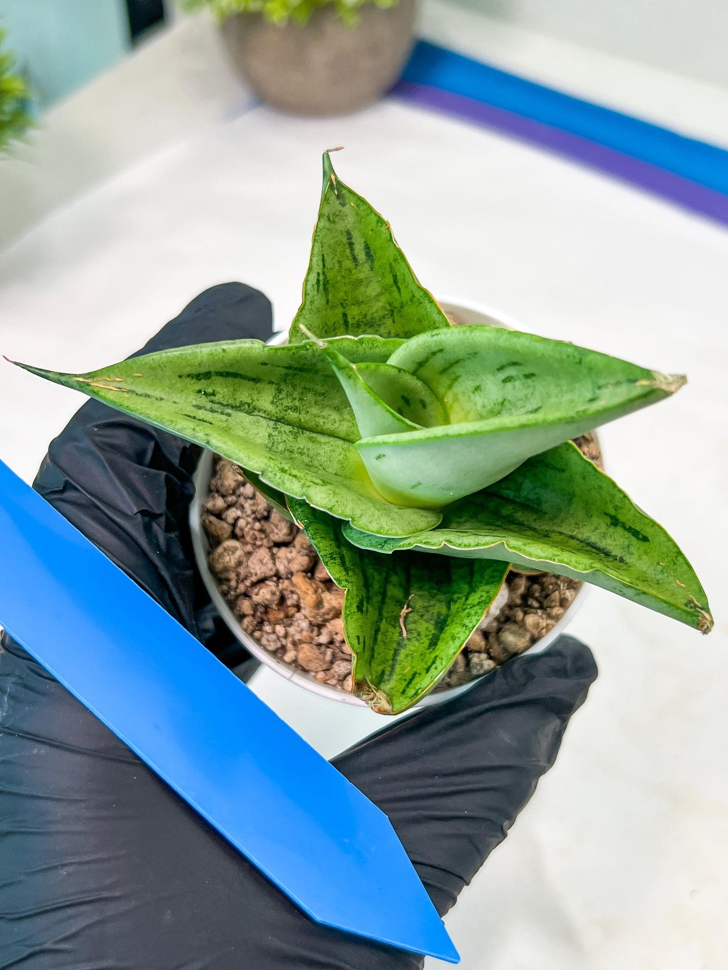 Sansevieria Dewa Mini (H10) | Very Hard to Import | 2" Pot