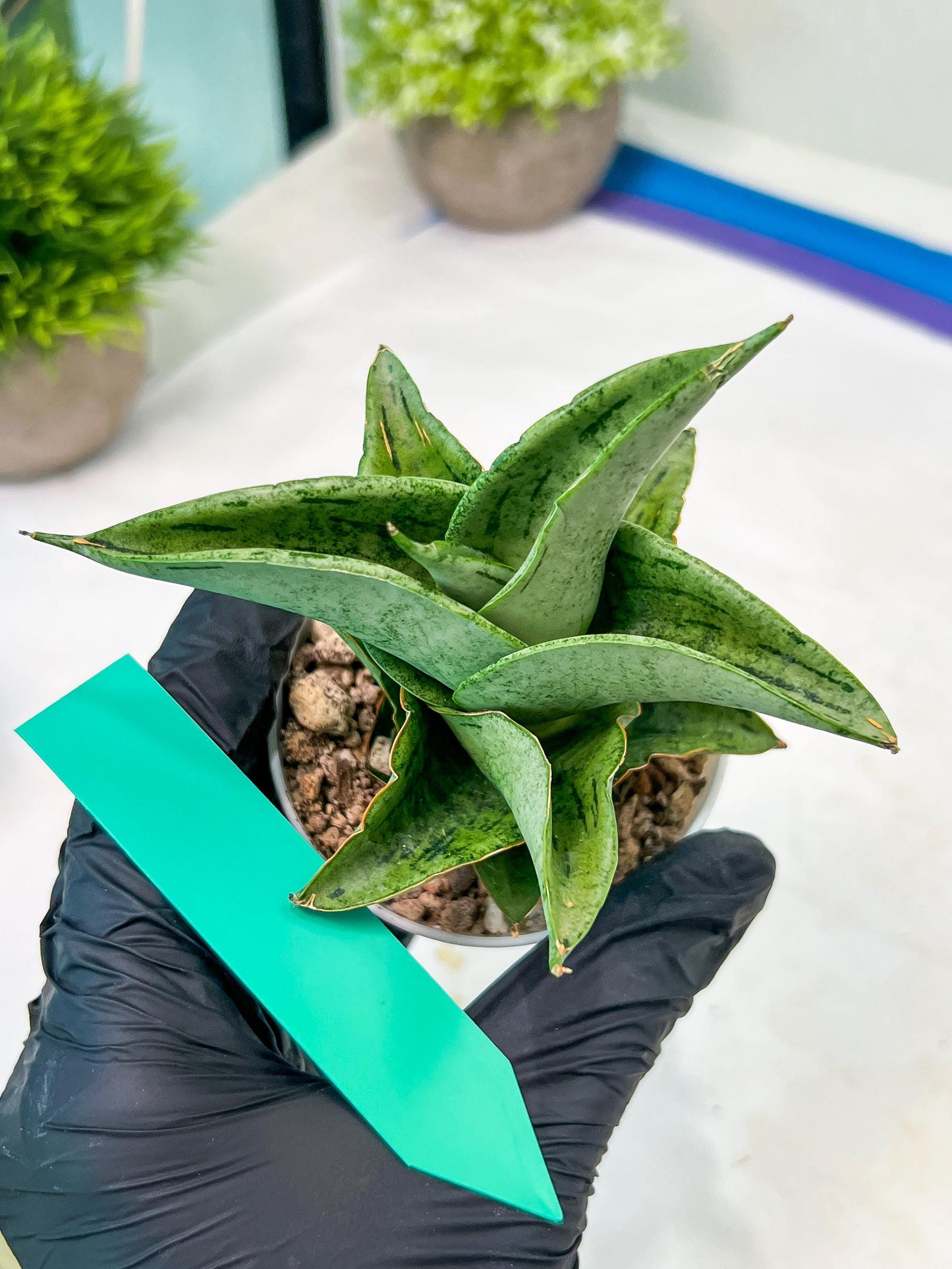 Sansevieria Dewa Mini (H10) | Very Hard to Import | 2" Pot