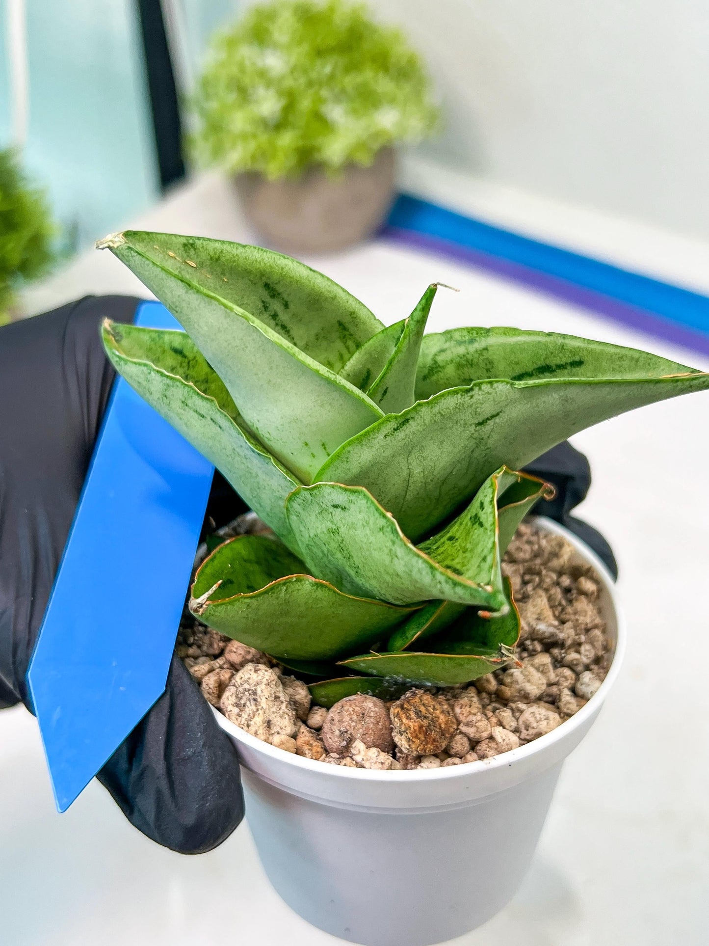 Sansevieria Dewa Mini (H10) | Very Hard to Import | 2" Pot