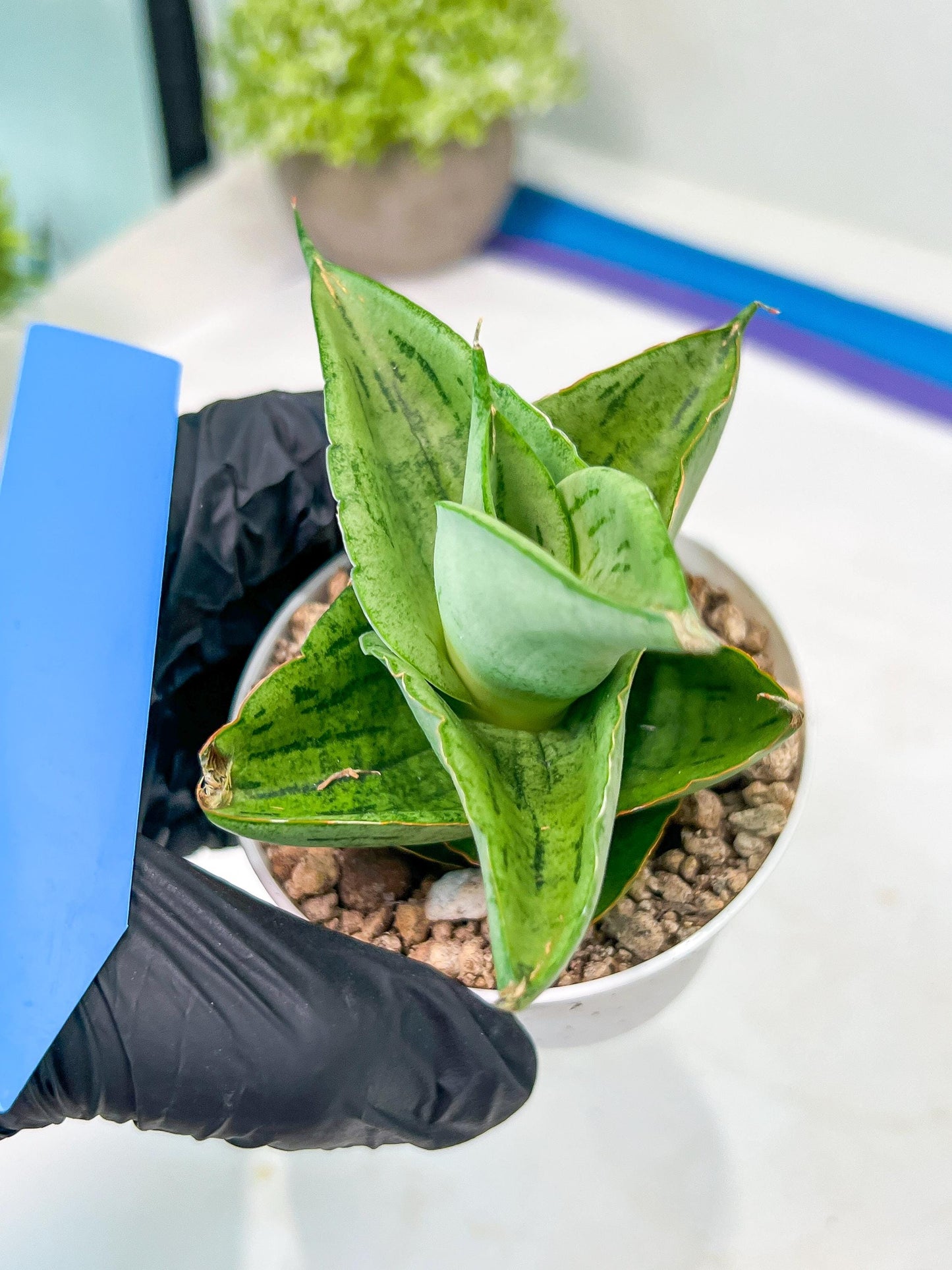 Sansevieria Dewa Mini (H10) | Very Hard to Import | 2" Pot