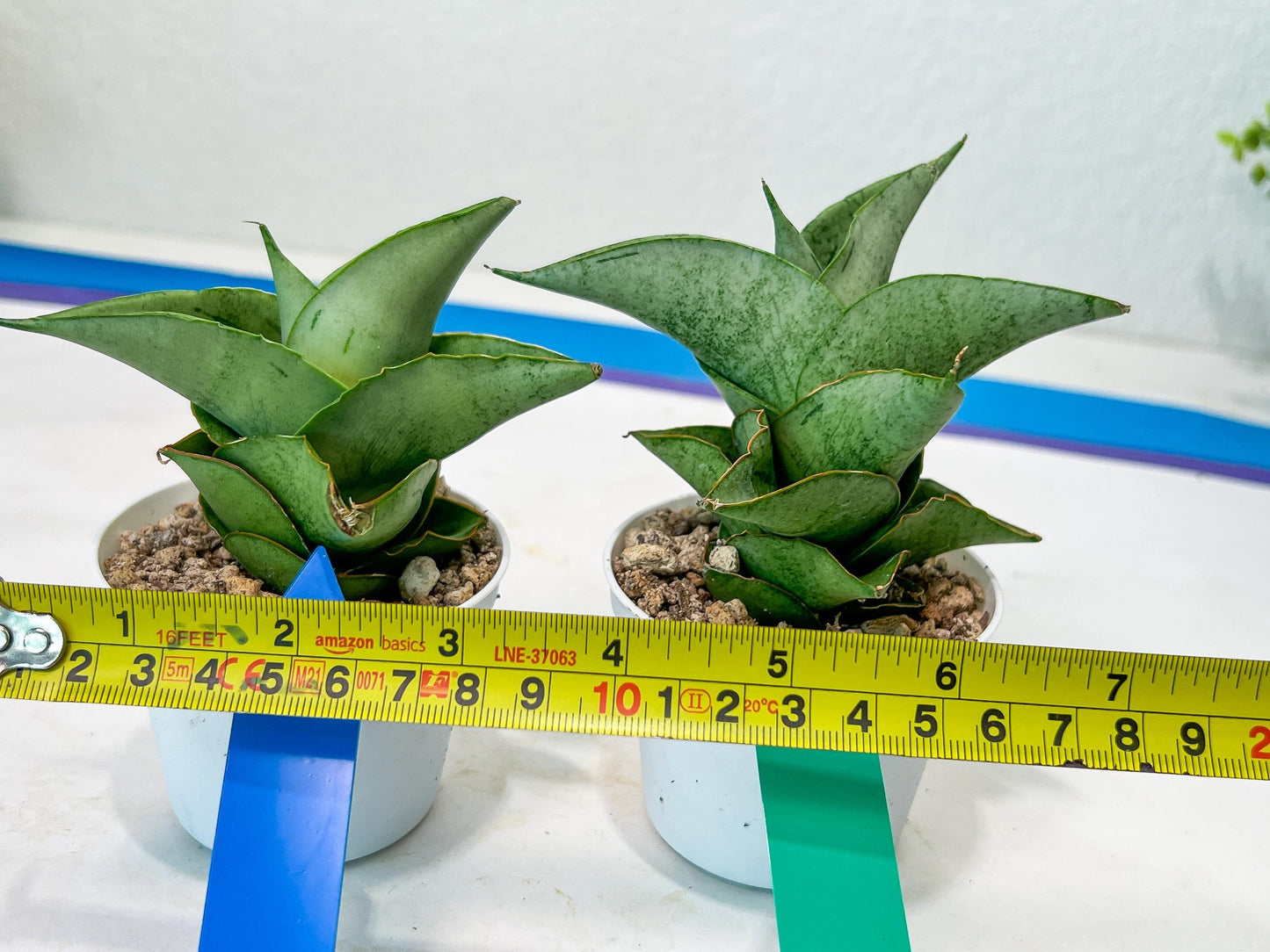 Sansevieria Dewa Mini (H10) | Very Hard to Import | 2" Pot
