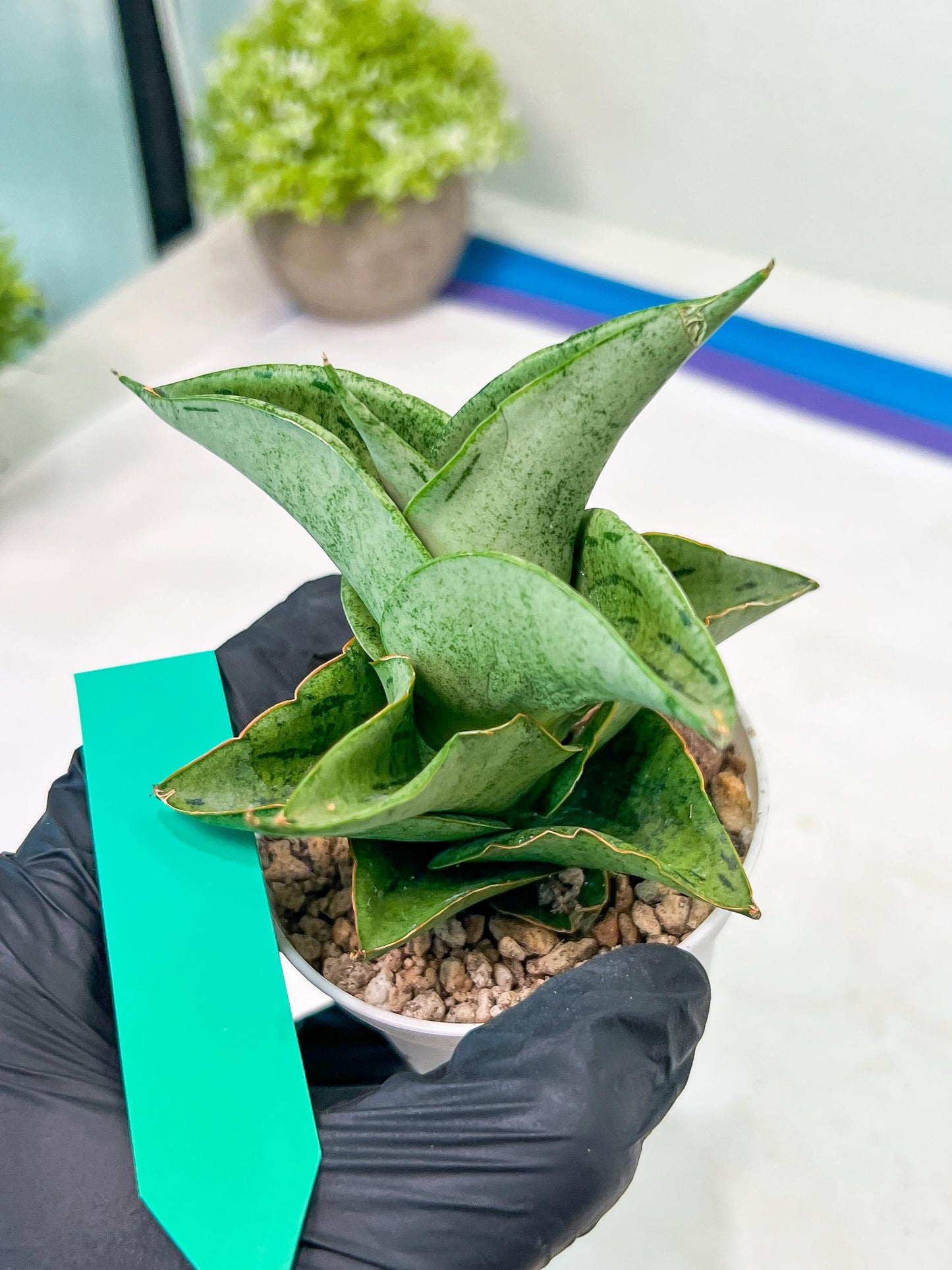 Sansevieria Dewa Mini (H10) | Very Hard to Import | 2" Pot
