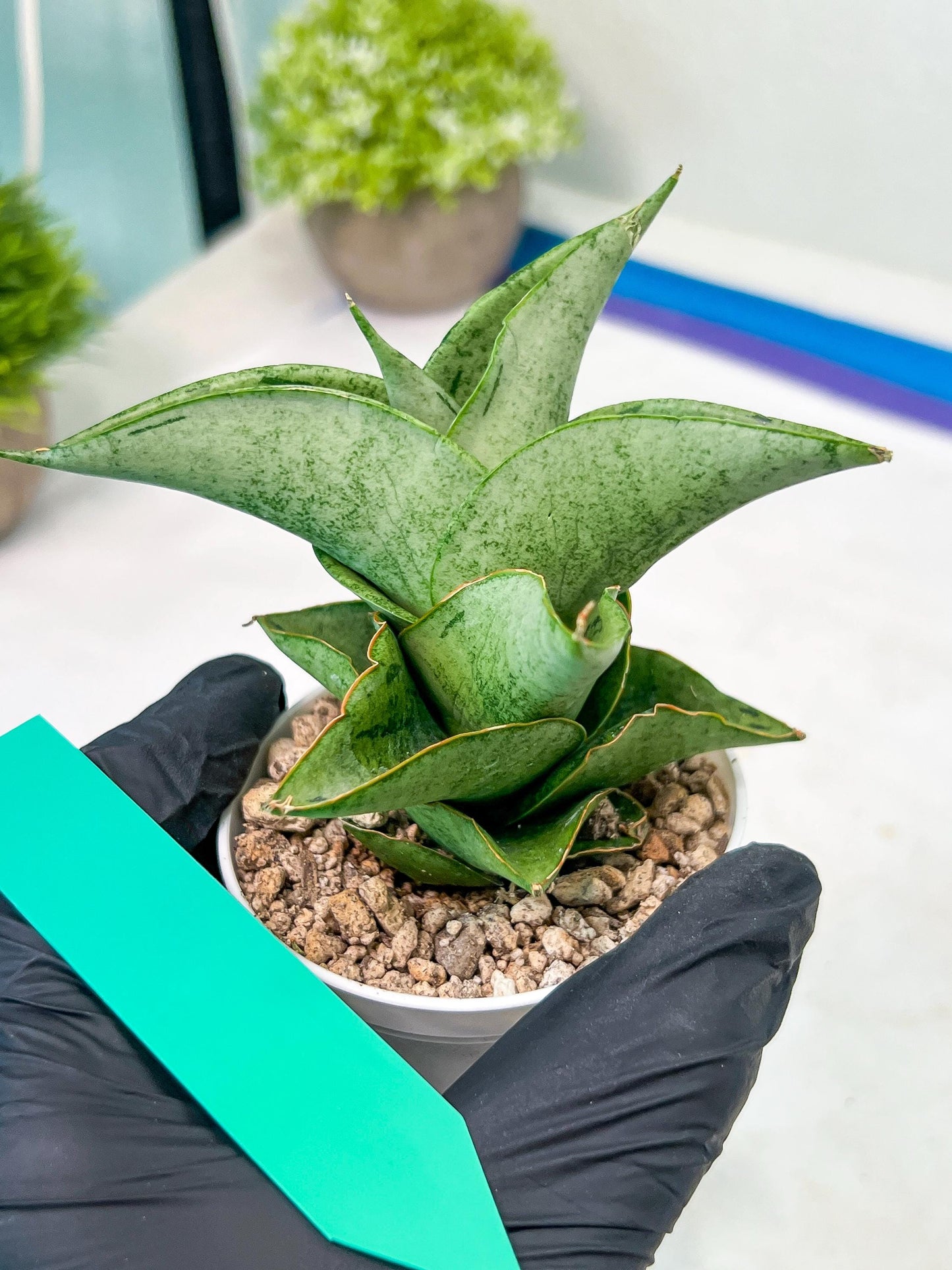 Sansevieria Dewa Mini (H10) | Very Hard to Import | 2" Pot