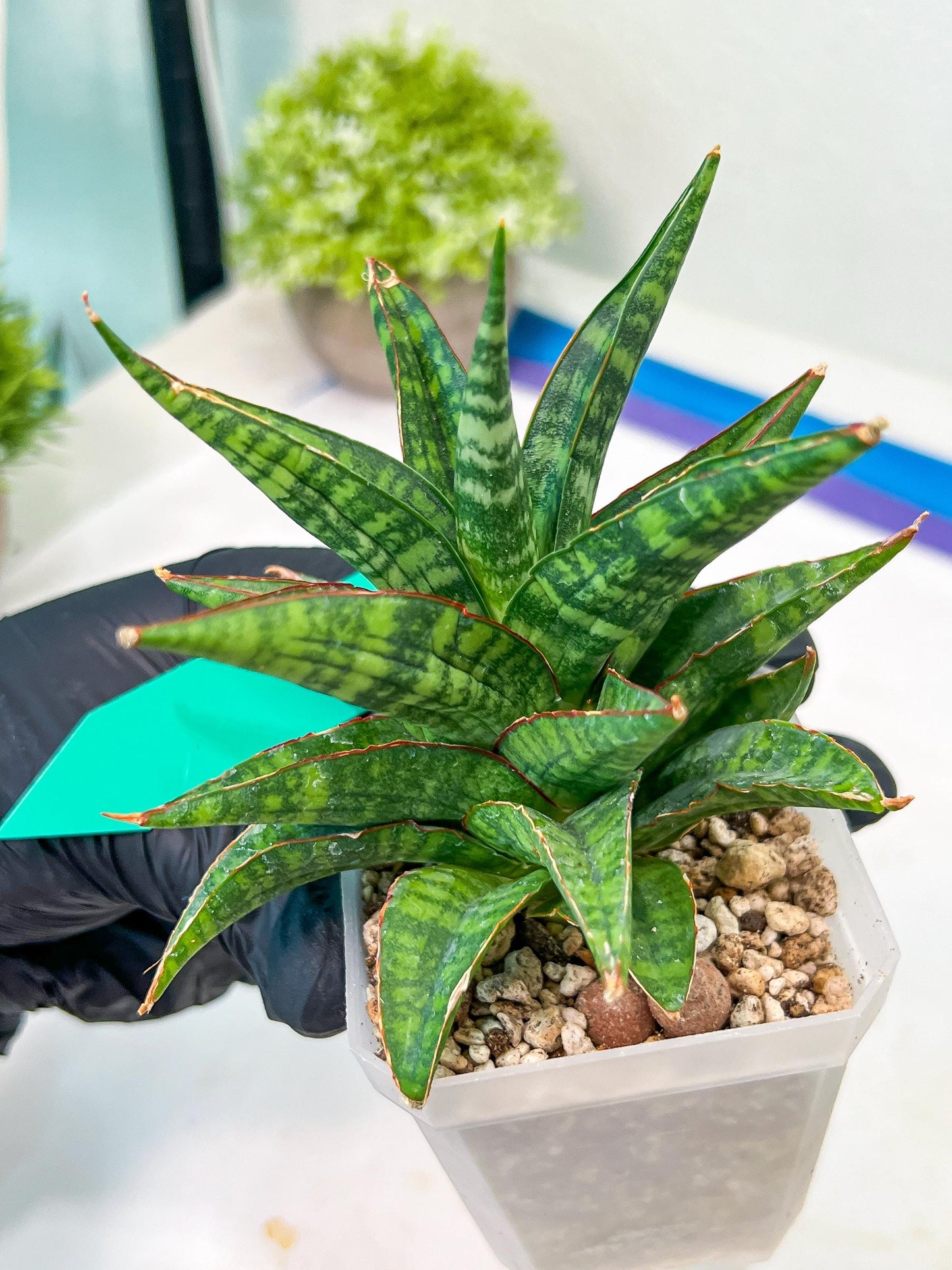 Sansevieria Star Gate (#H10) | Imported Hybrids