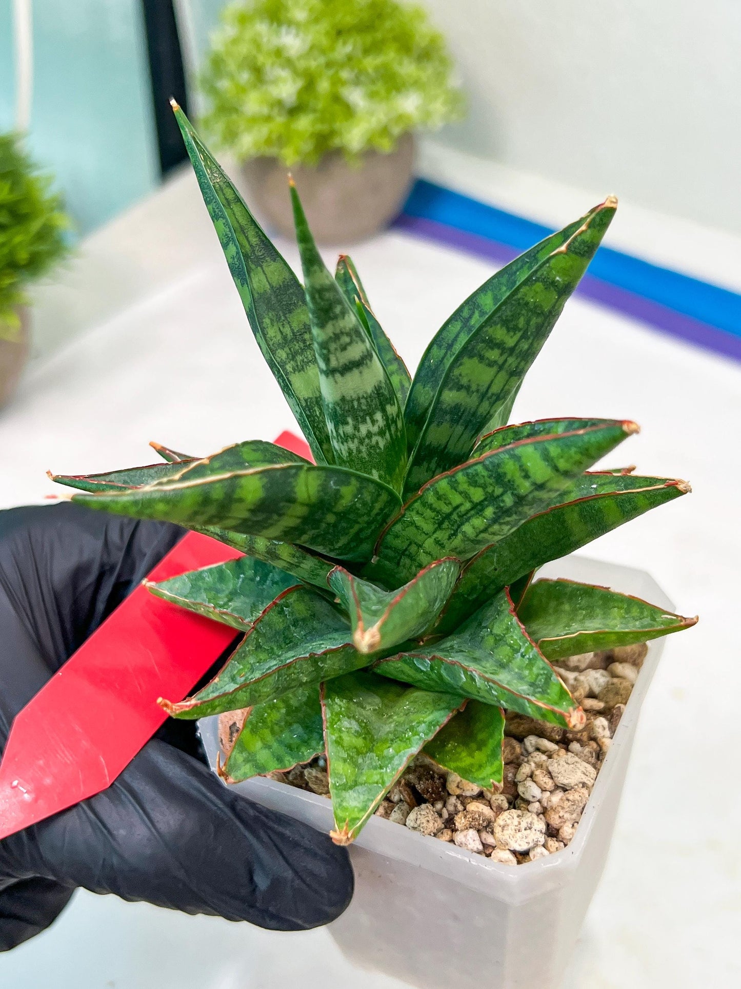 Sansevieria Star Gate (#H10) | Imported Hybrids