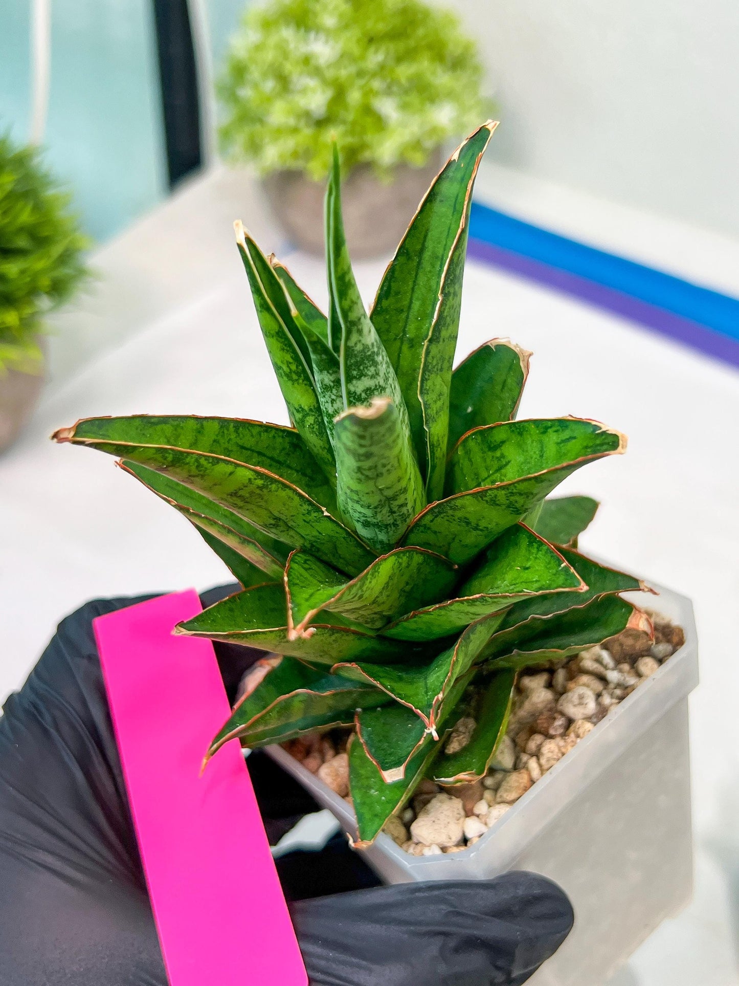 Sansevieria Asancaya (#H11) | Imported Plants | Rare Hybrid Species