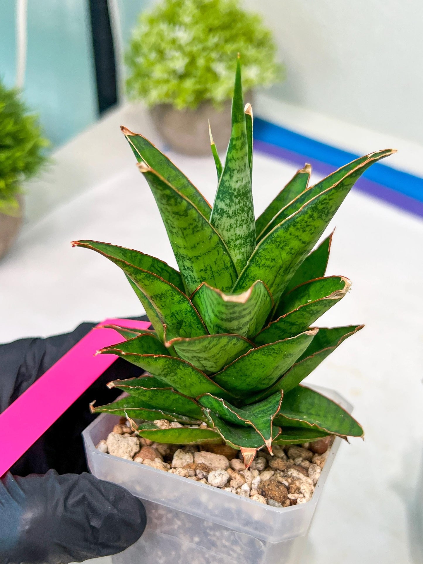 Sansevieria Asancaya (#H11) | Imported Plants | Rare Hybrid Species