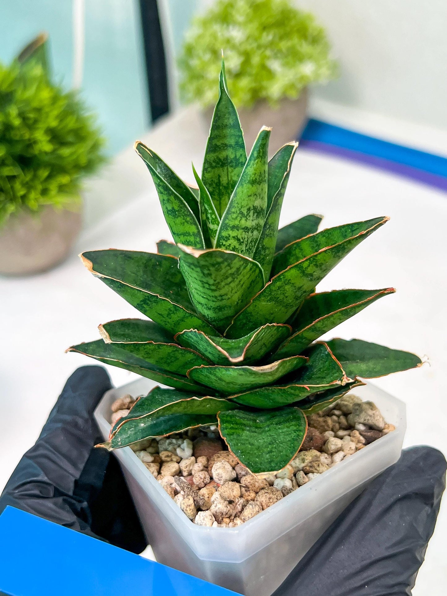 Sansevieria Asancaya (#H11) | Imported Plants | Rare Hybrid Species