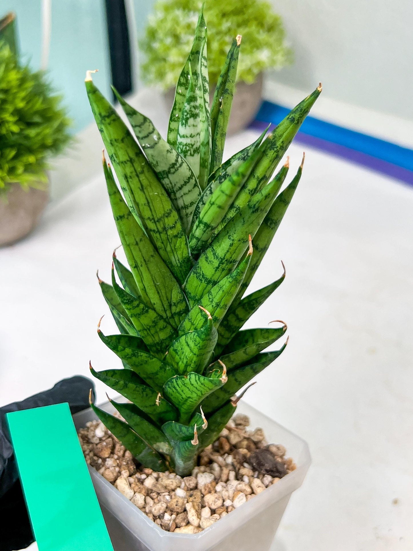 Sansevieria Keshya (#H12) | Imported Plants | Rare Hybrid Species