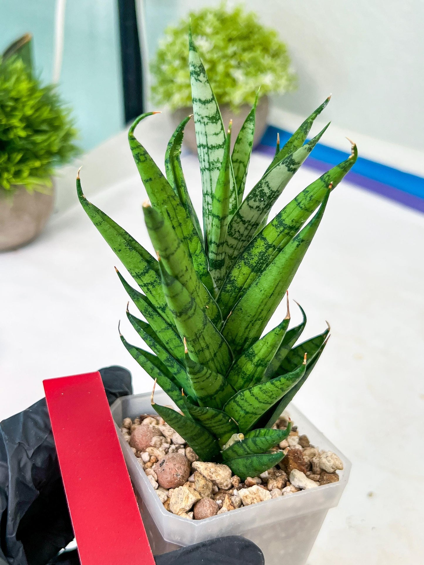 Sansevieria Keshya (#H12) | Imported Plants | Rare Hybrid Species