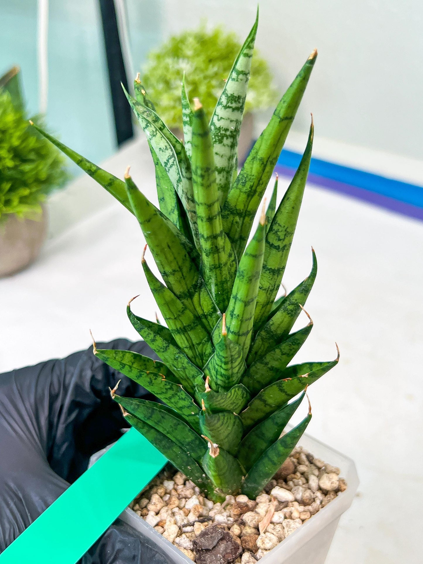 Sansevieria Keshya (#H12) | Imported Plants | Rare Hybrid Species