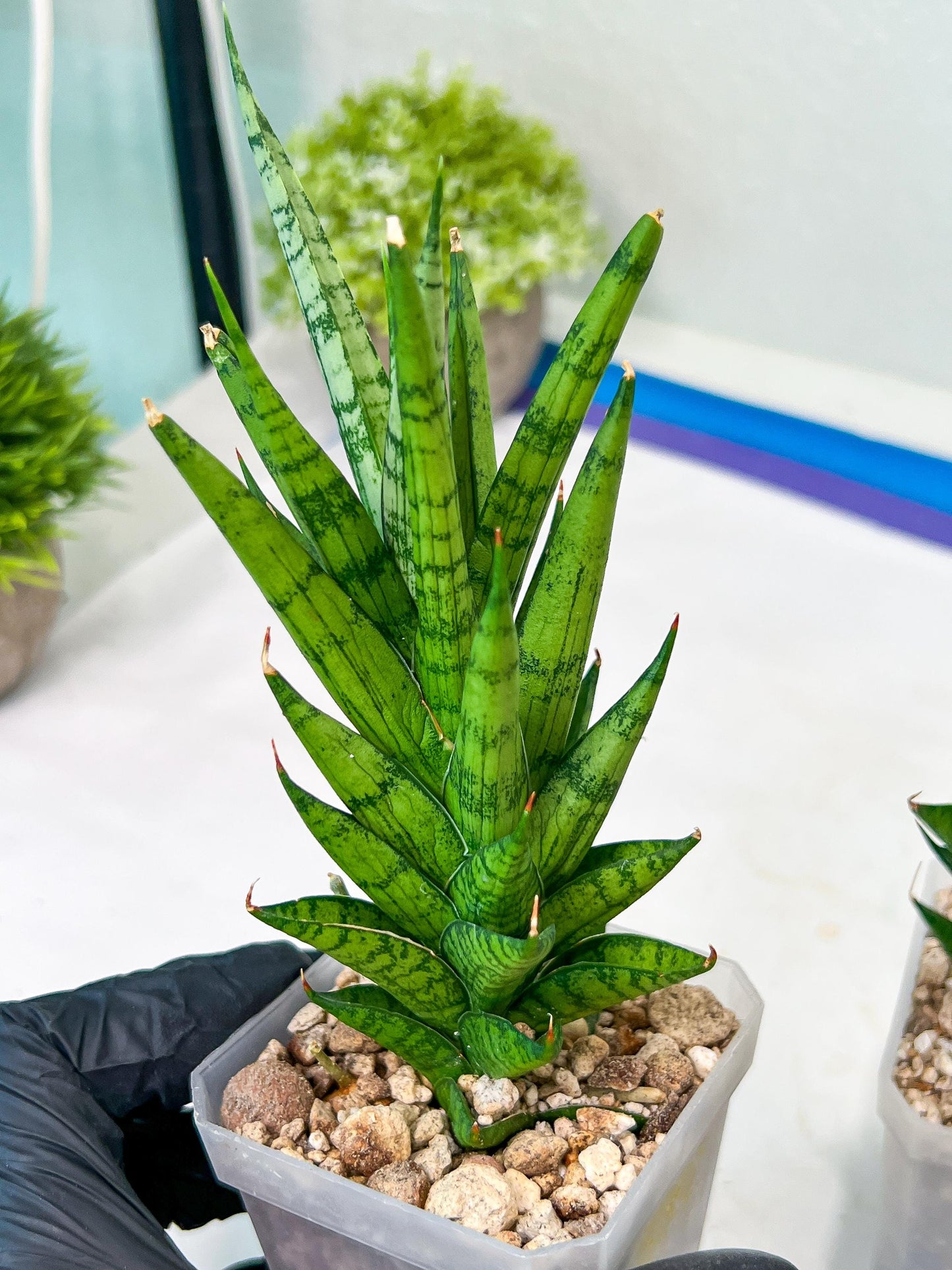 Sansevieria Keshya (#H12) | Imported Plants | Rare Hybrid Species