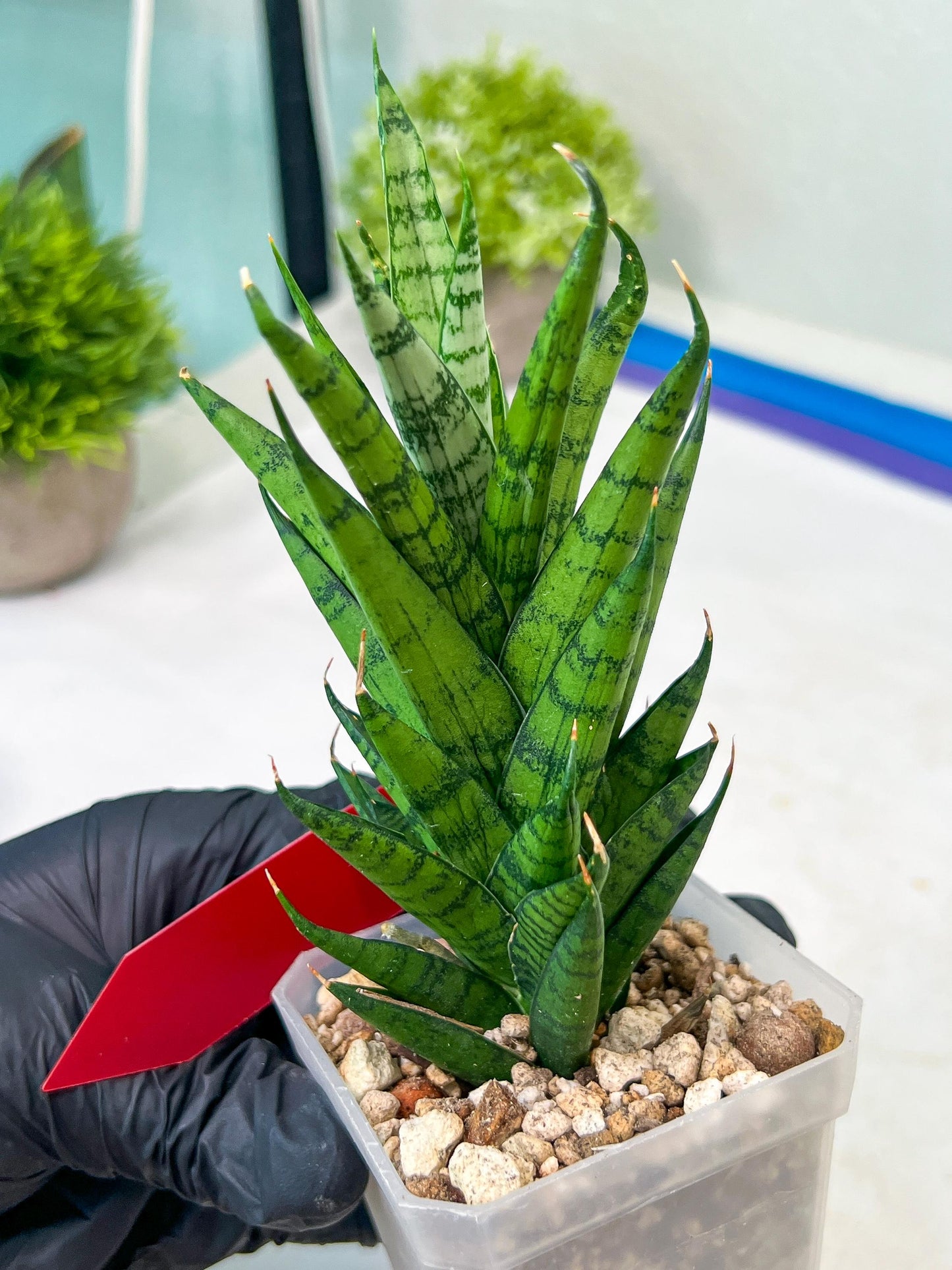 Sansevieria Keshya (#H12) | Imported Plants | Rare Hybrid Species