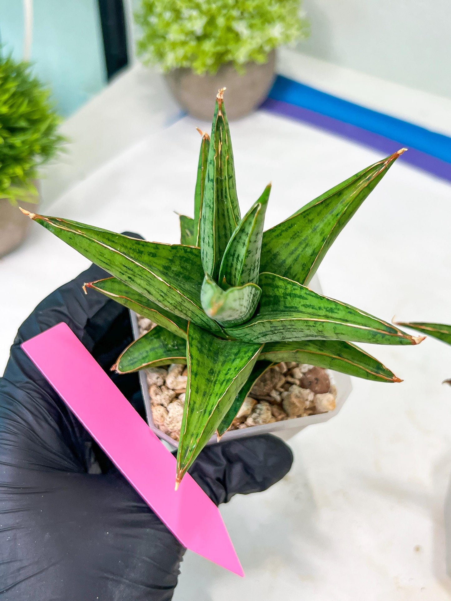 Sansevieria Liwa (H14) | Imported Plants | Rare Hybrid Species