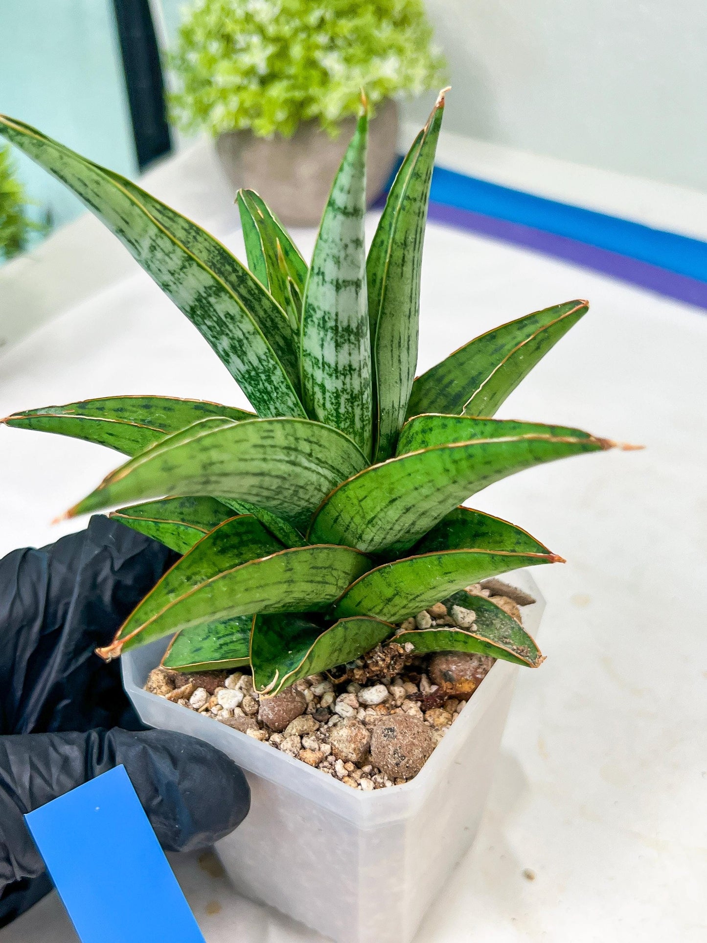 Sansevieria Liwa (H14) | Imported Plants | Rare Hybrid Species